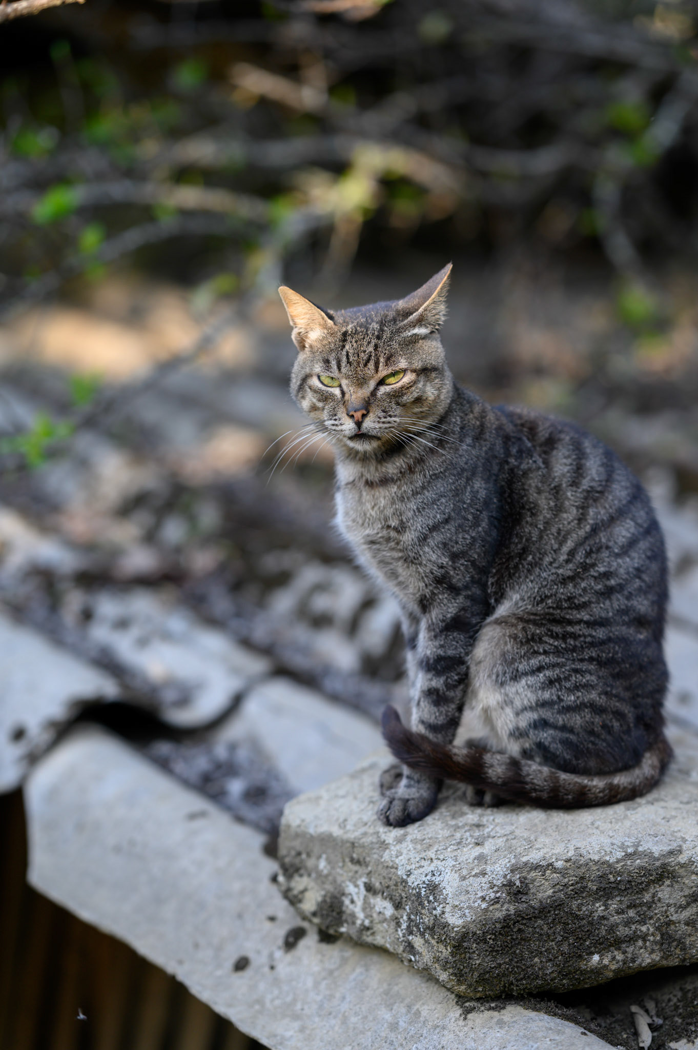 Possibly the coolest grumpy cat we have met. He was in the afternoon sun and did not want visitors. Sheryl offered a pat and he batted her hand away with rapid swats, but wth his claws in.