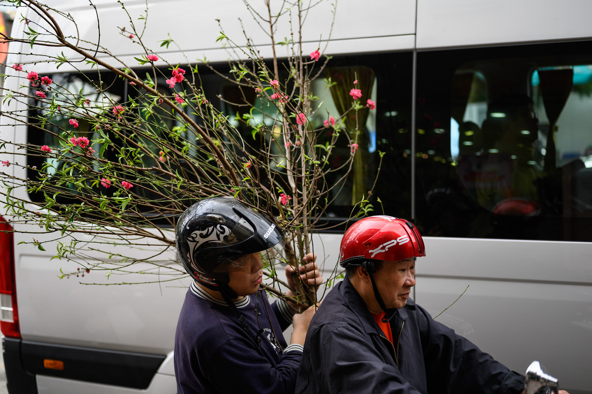 The day before Tet (Vietnamese new year) starts, the streets are a constant procession of trees - all sizes - tied to motocycles.