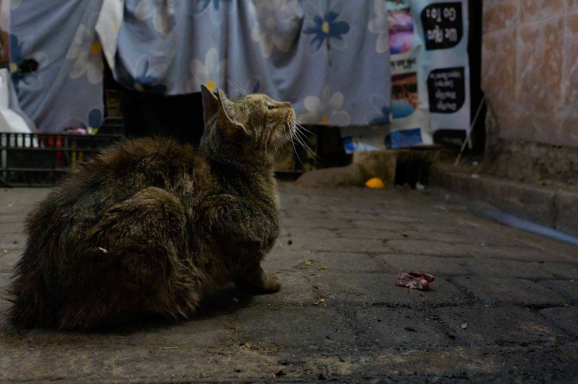Looking up at the butcher suggesting it's time for a scrap to make its way down. 
The cats that spend their days outside the butchers shops sleep in warm aromas of fresh meat, waking occasionally for tidbits.
The cats appear to accept limits to their rights. They might look fondly at the meat on the butchers shelf, but know not to jump up and help themselves.