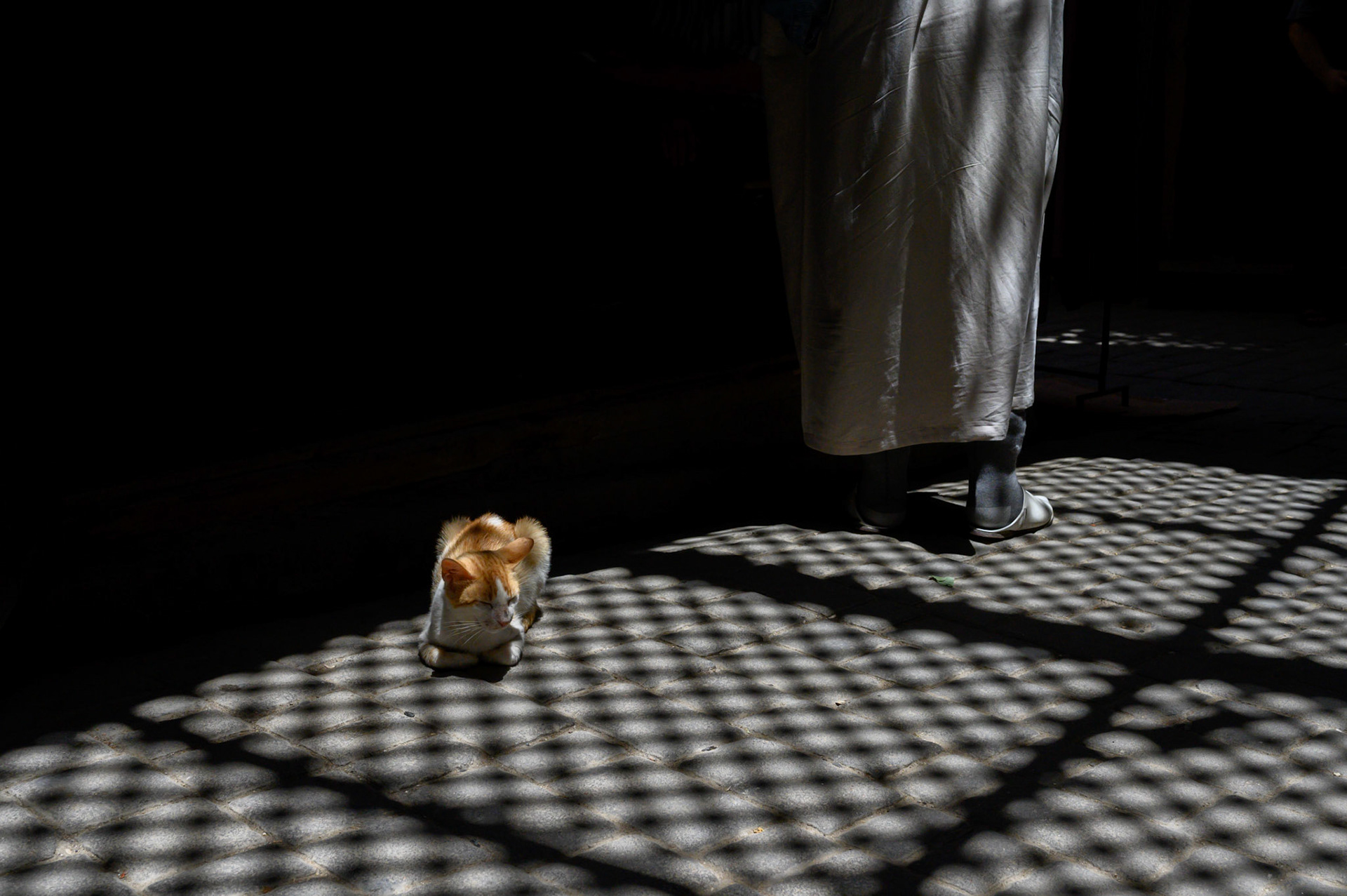 You are planning on giving me something, aren't you? No? Hmmm...
This resident at Nachō Mama Burrito House was unimpressed that not even orange juice was shared.
She did later get morsels of cheese for her troubles. And pats.
