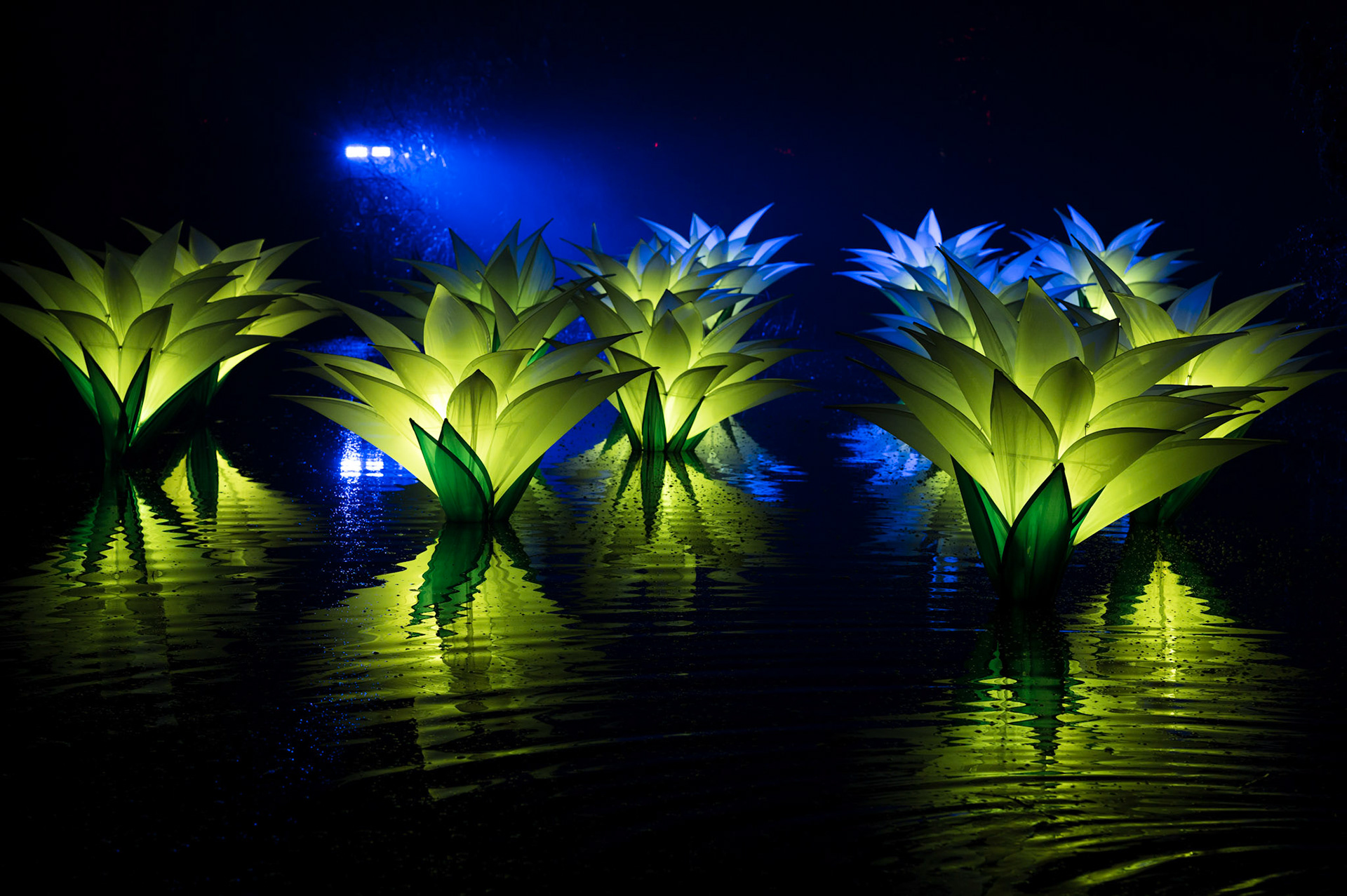 Edinburgh Botanical Gardens Lights