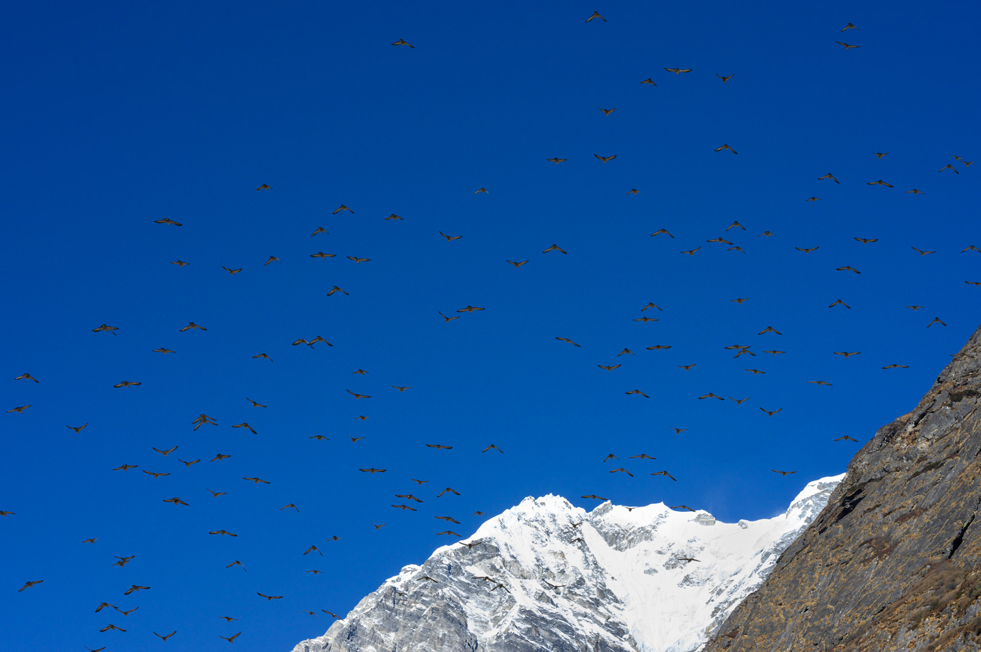 Alpine pigeons flock in the high air.