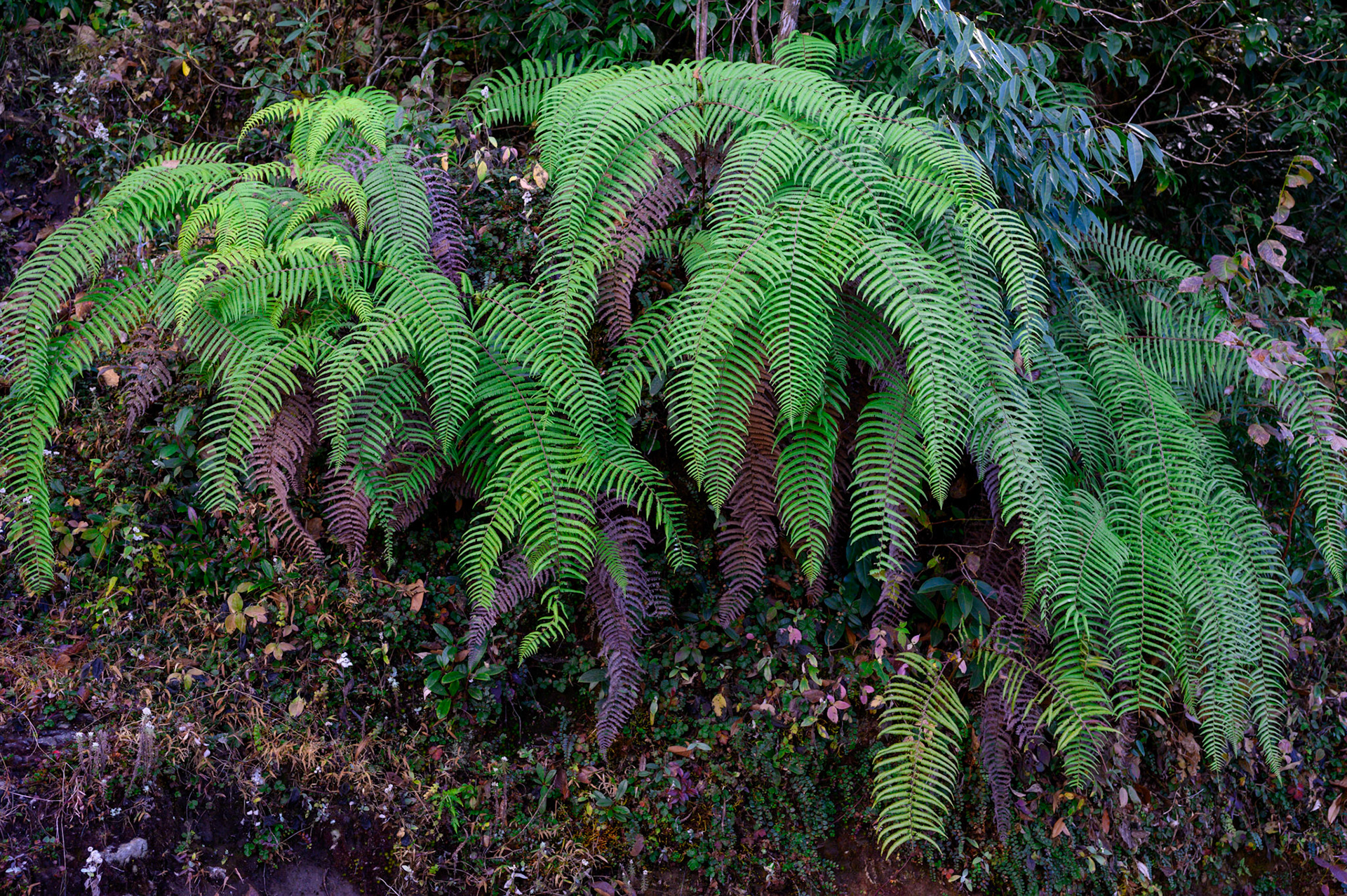 Ferns