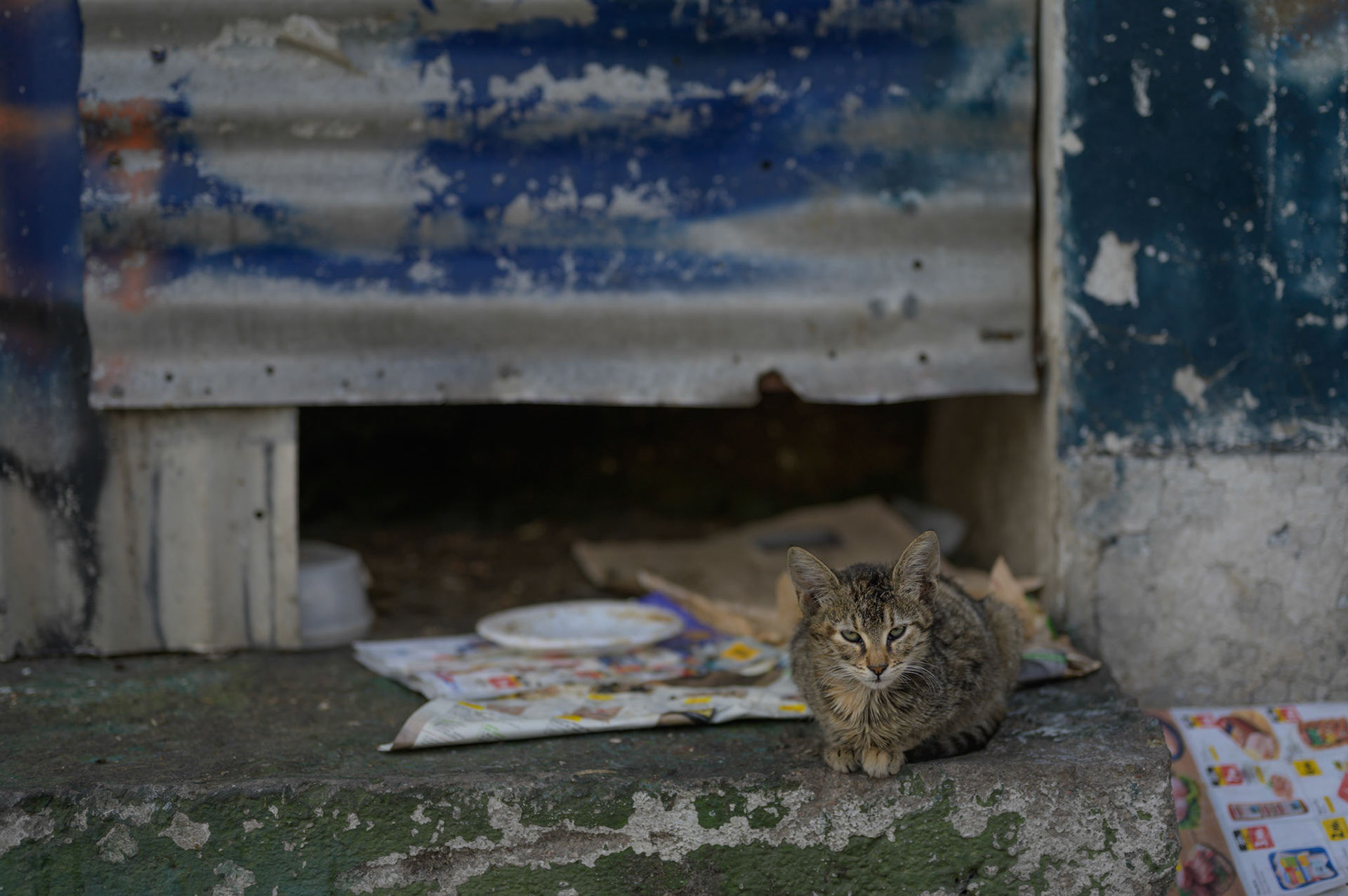 Kitten outside abandoned theatre on Partision street.

The building was somethinf of a cat hotel, but was demolished two weeks later
