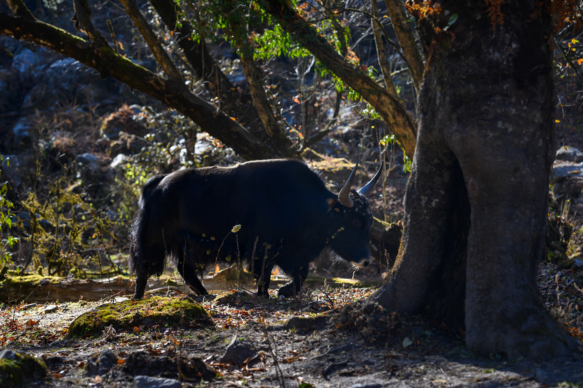Another yak/nak or dzo/dzomo