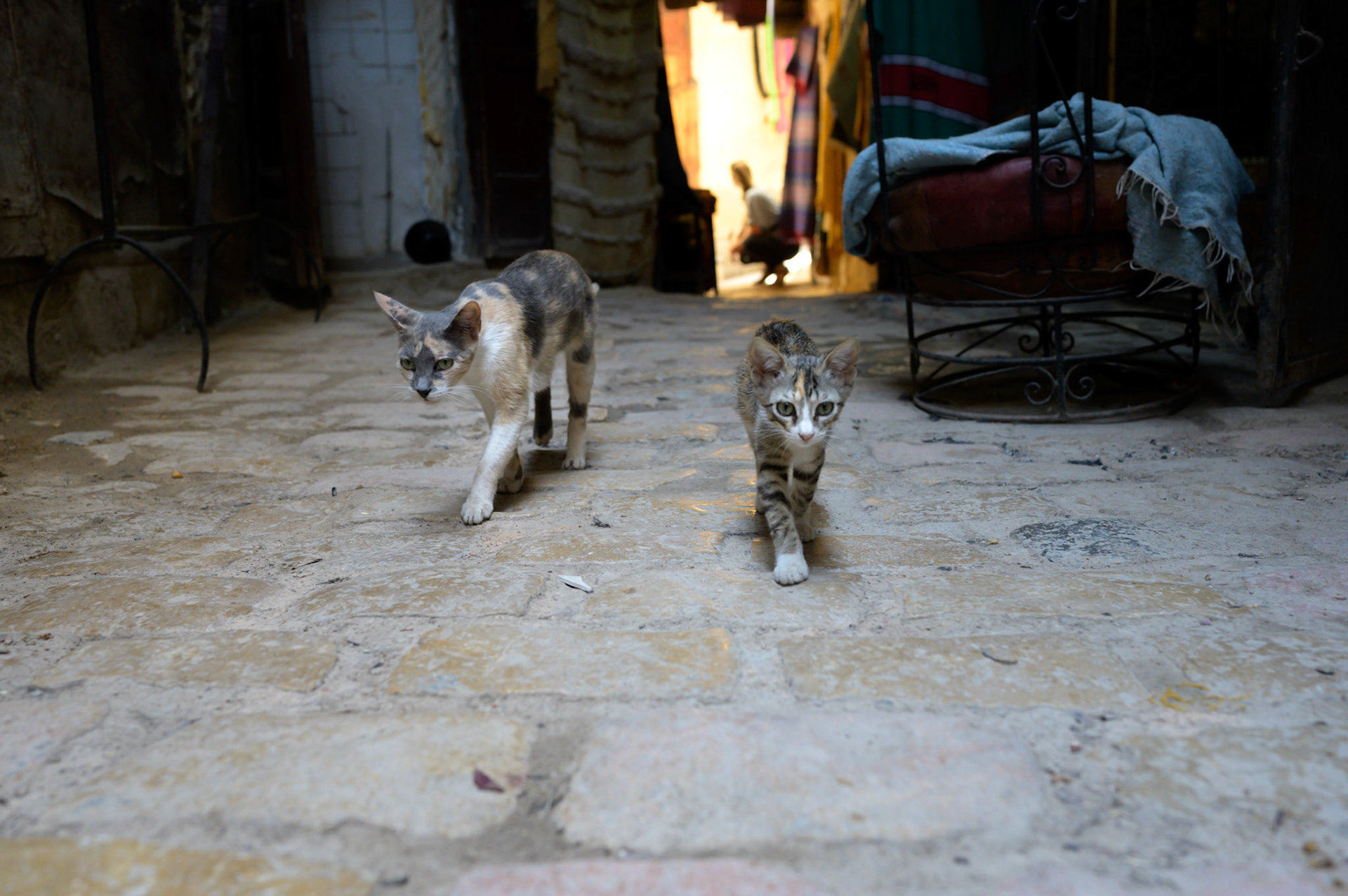 A mother teaches her kitten the ways of the medina in a safe side alley. More often than not, kittens appeared by themselves, making this a less usual sight.  This particular kitten was healthy and bold.