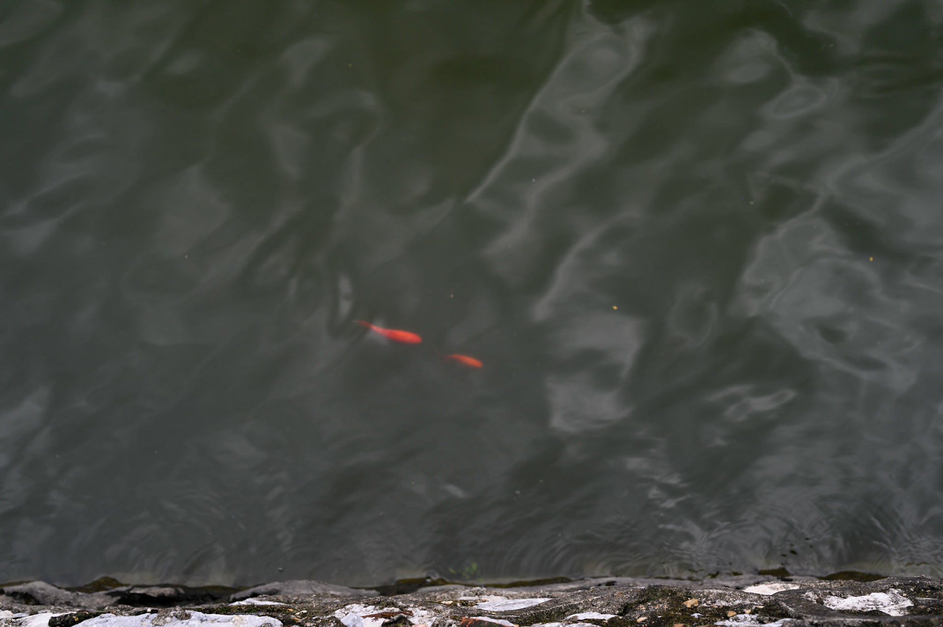 West Lake objects. The hosts of goldfish might be new acqaintances, being released into the lake just prior to Tet as a sacrifice to the kitchen god Ông Táo to carry him to the Jade Emporer where he gives a report on the family.