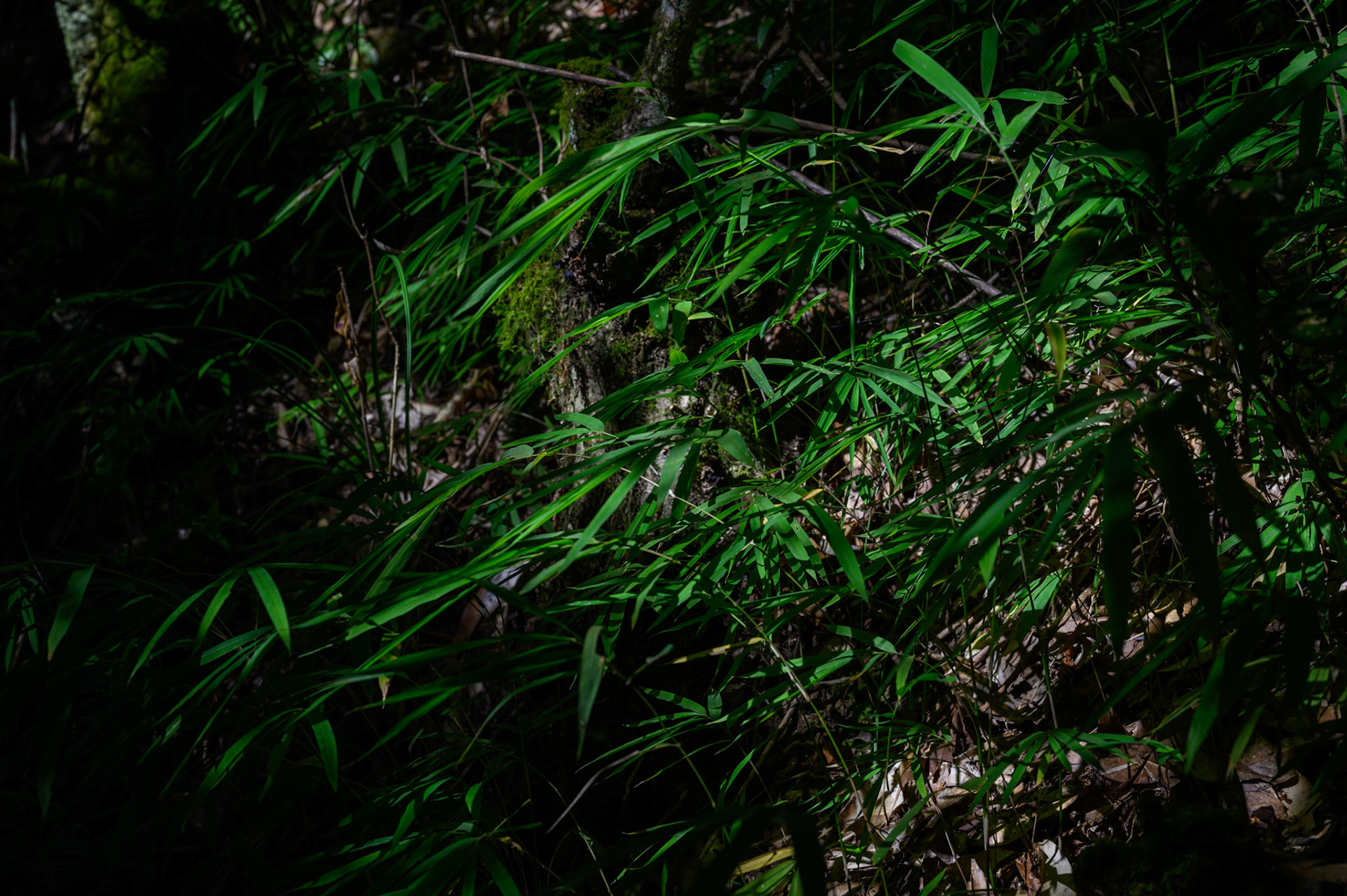 Walks in the Nagarkot forests