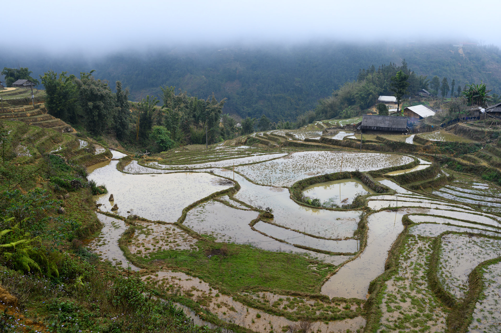Rice paddies