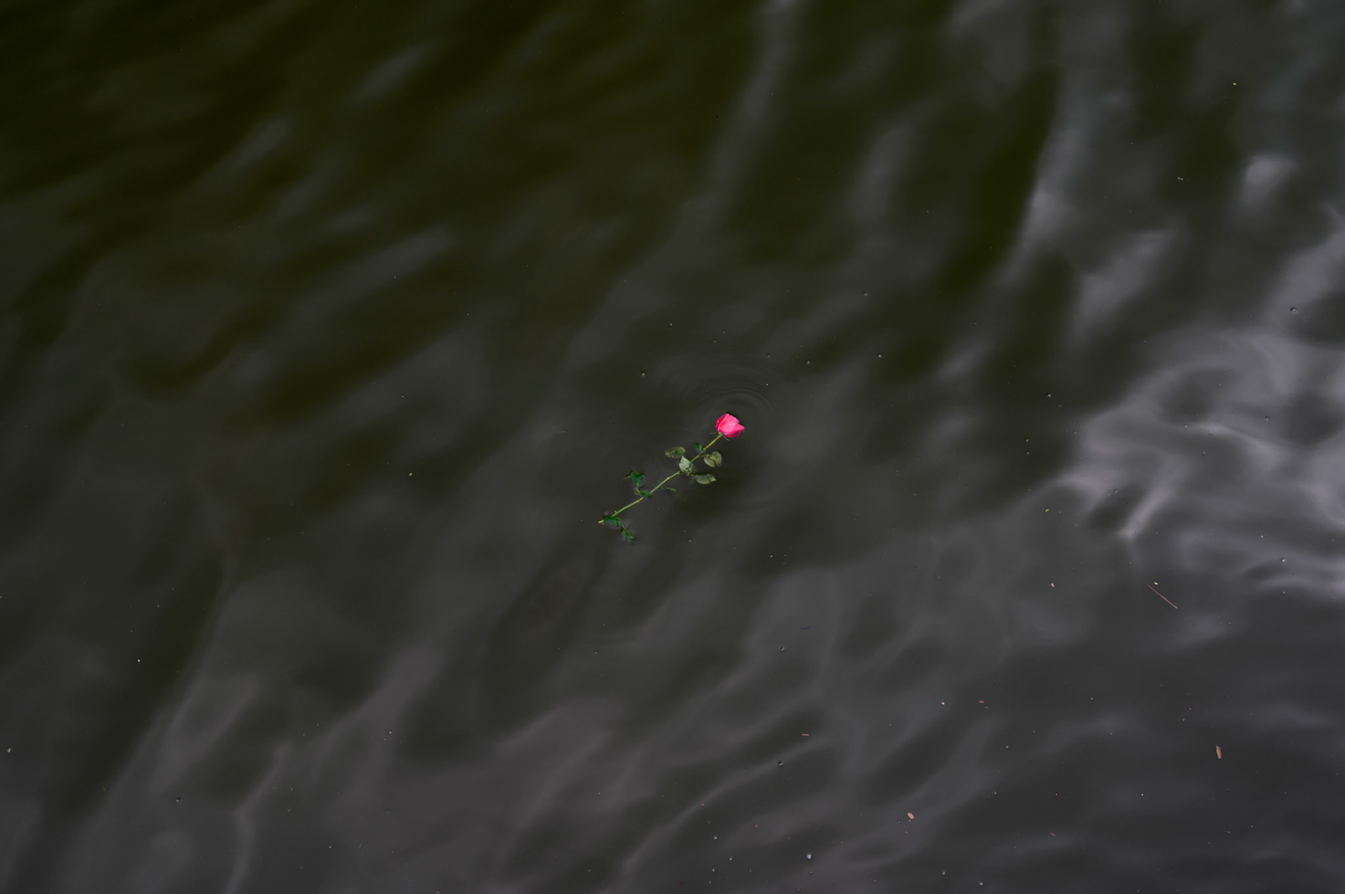 West Lake objects. The hosts of goldfish might be new acqaintances, being released into the lake just prior to Tet as a sacrifice to the kitchen god Ông Táo to carry him to the Jade Emporer where he gives a report on the family.