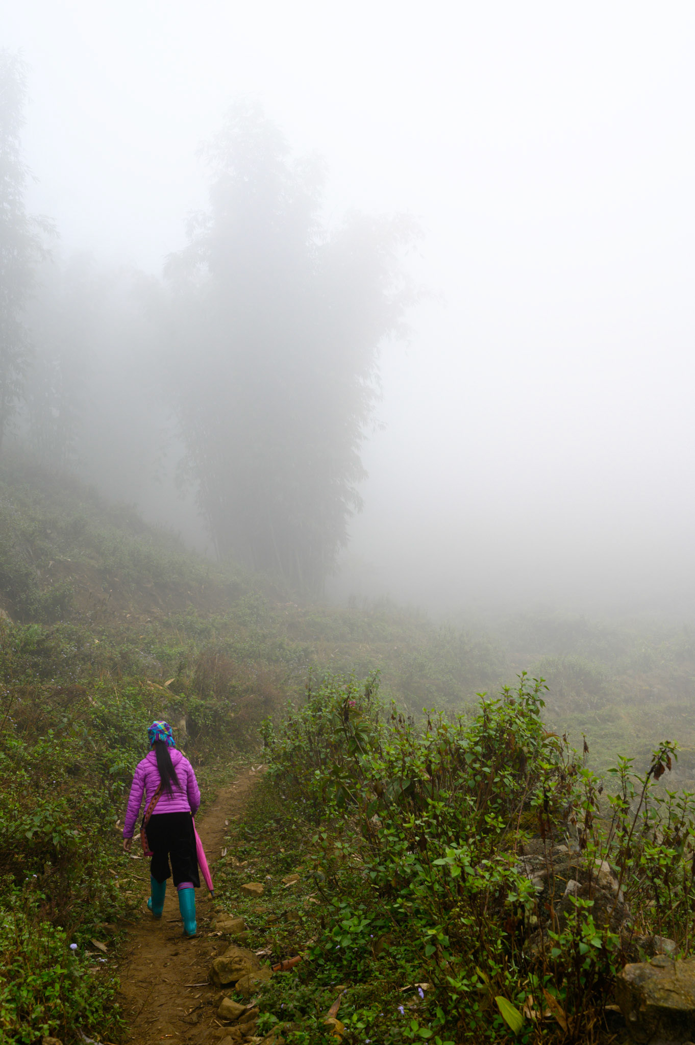 Beautiful bamboo forests