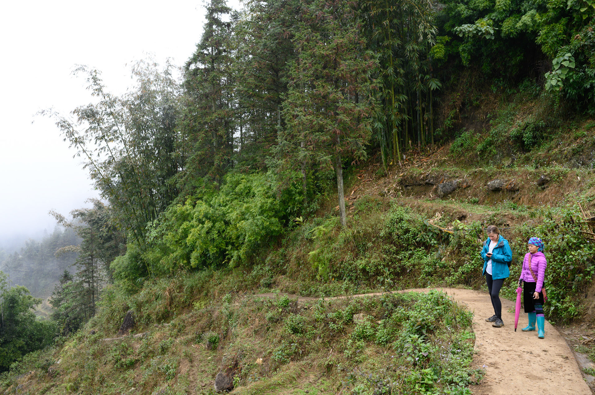 Beautiful bamboo forests