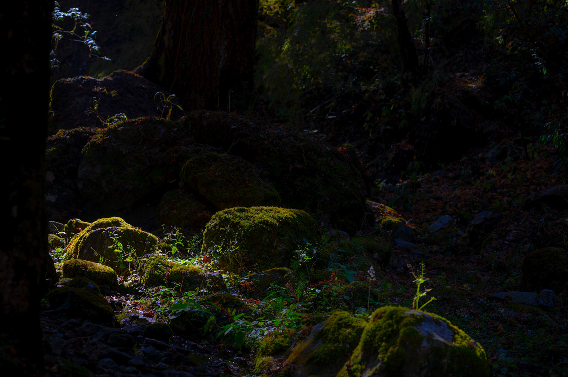 Enchanted mossy forest.