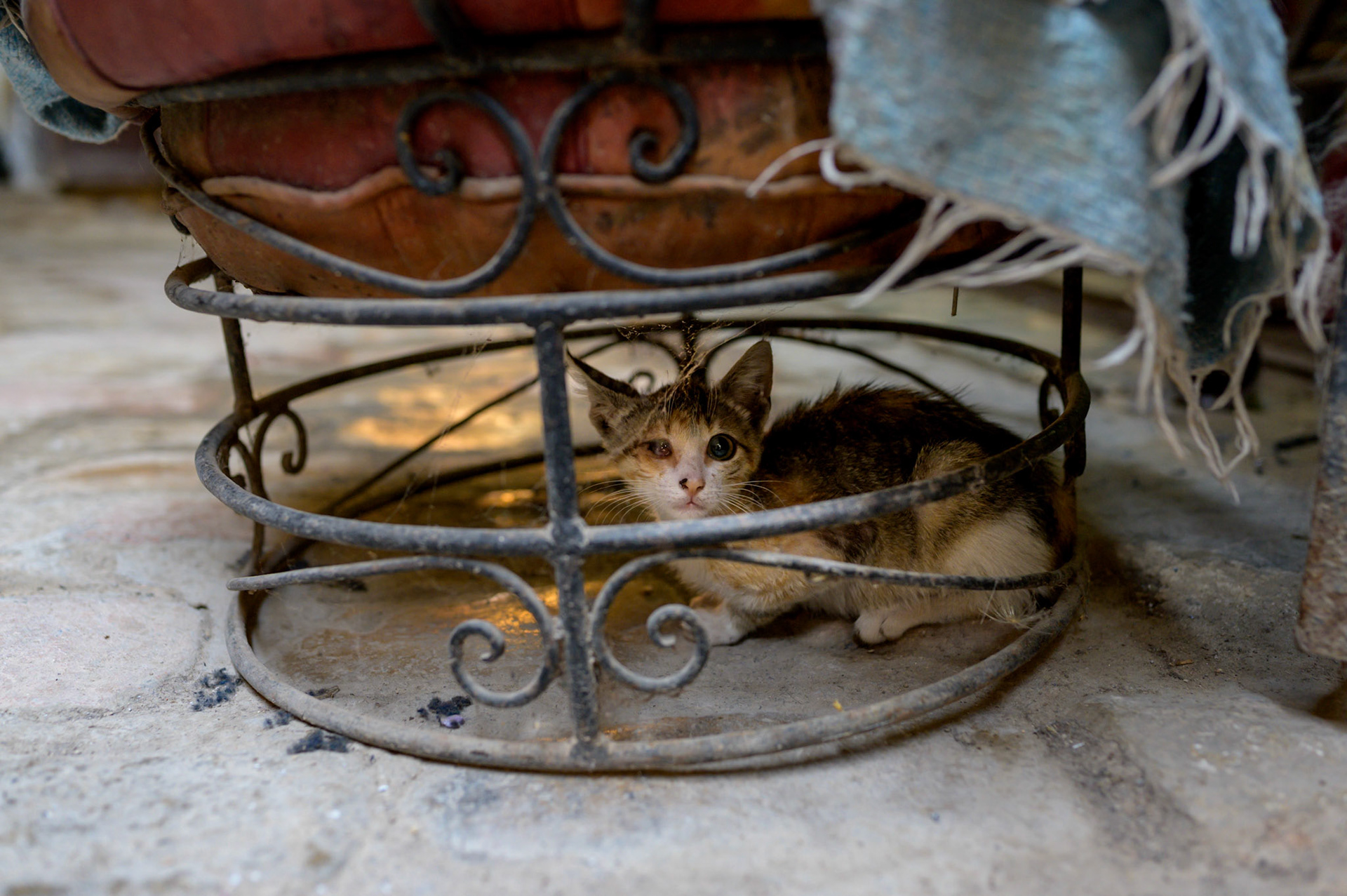 This kitten is keeping out of the way, one of its eyes mostly closed over from injury or more likely a result of cat flu.