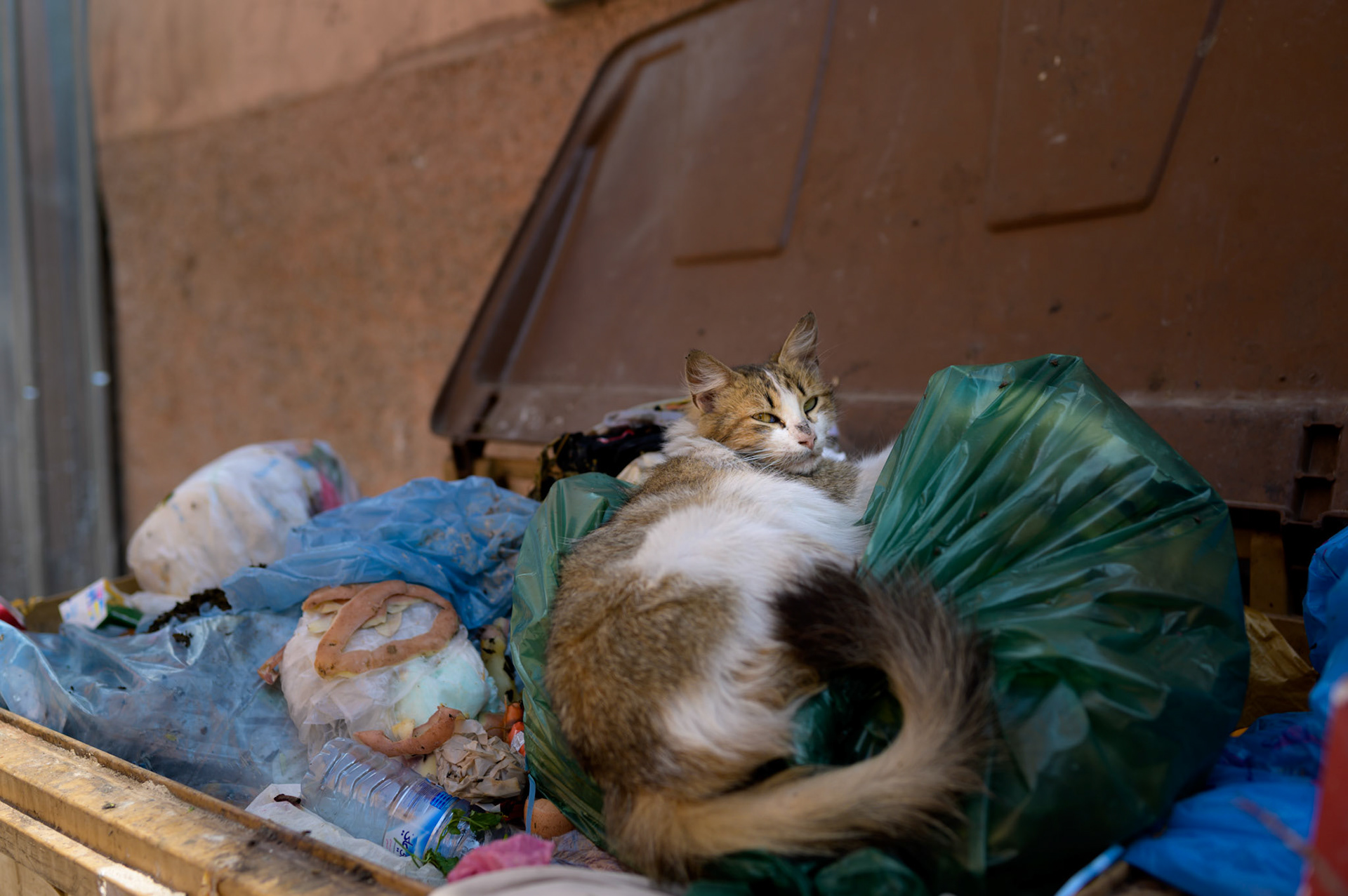 The king of the garbage bin, fat with the pickings.