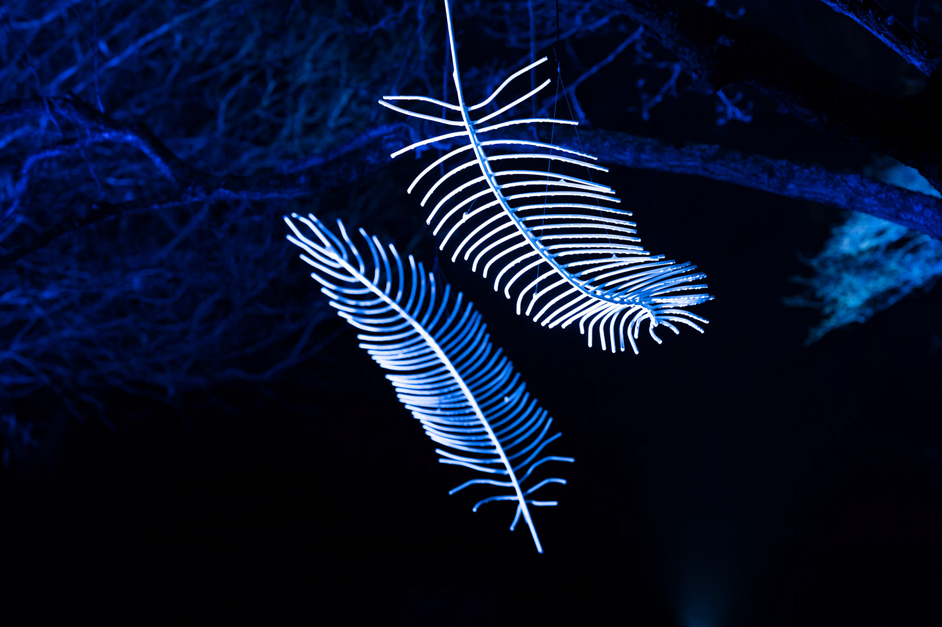 Edinburgh Botanical Gardens Lights