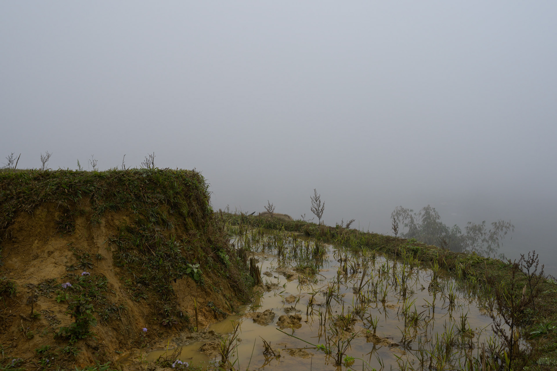Rice paddies in the mist