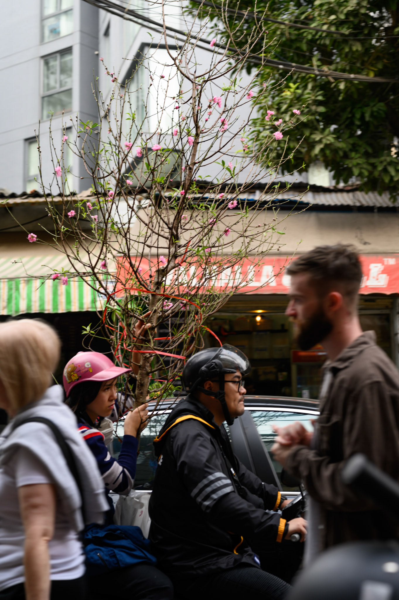 The day before Tet (Vietnamese new year) starts, the streets are a constant procession of trees - all sizes - tied to motocycles.