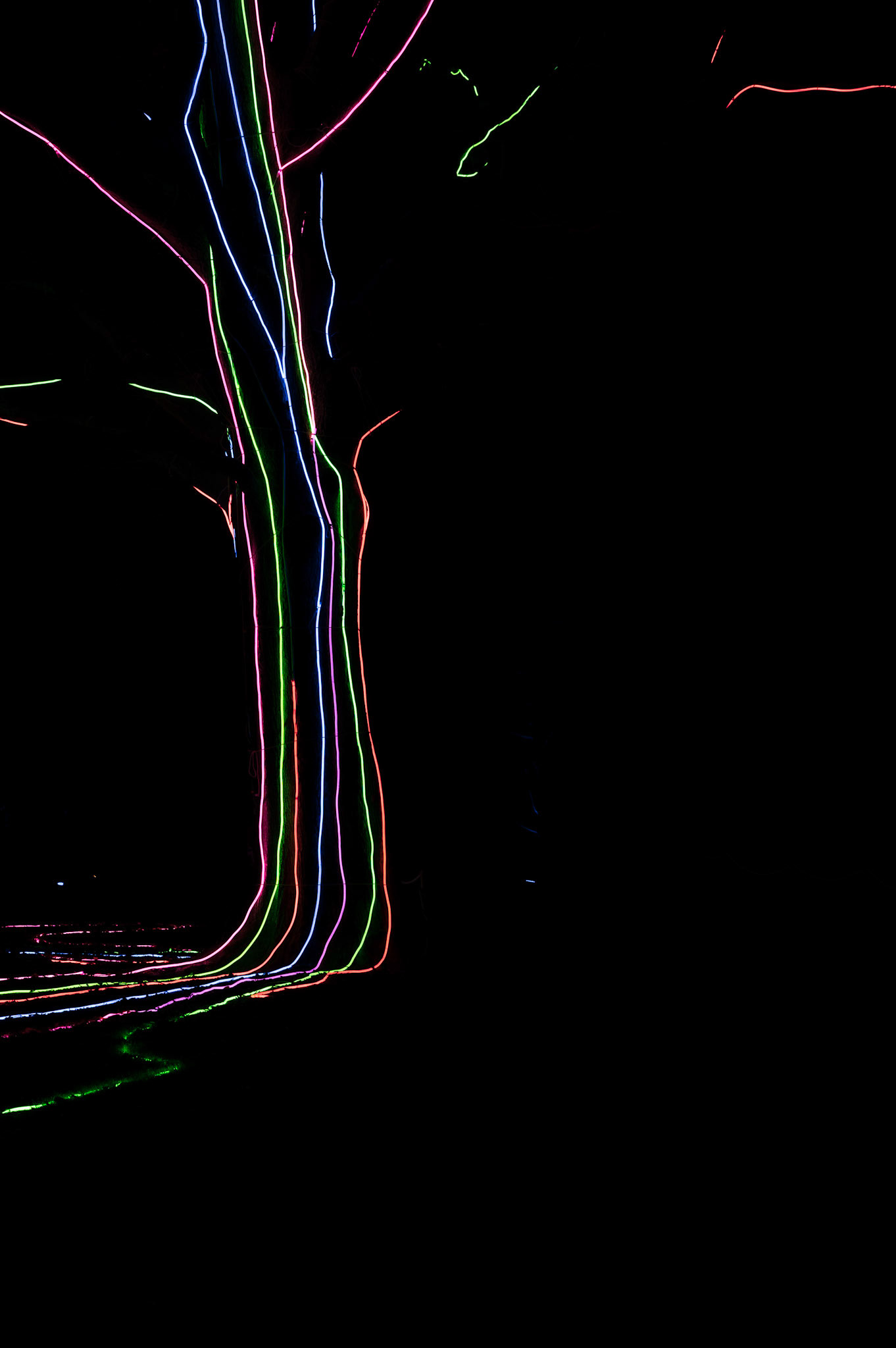 Edinburgh Botanical Gardens Lights