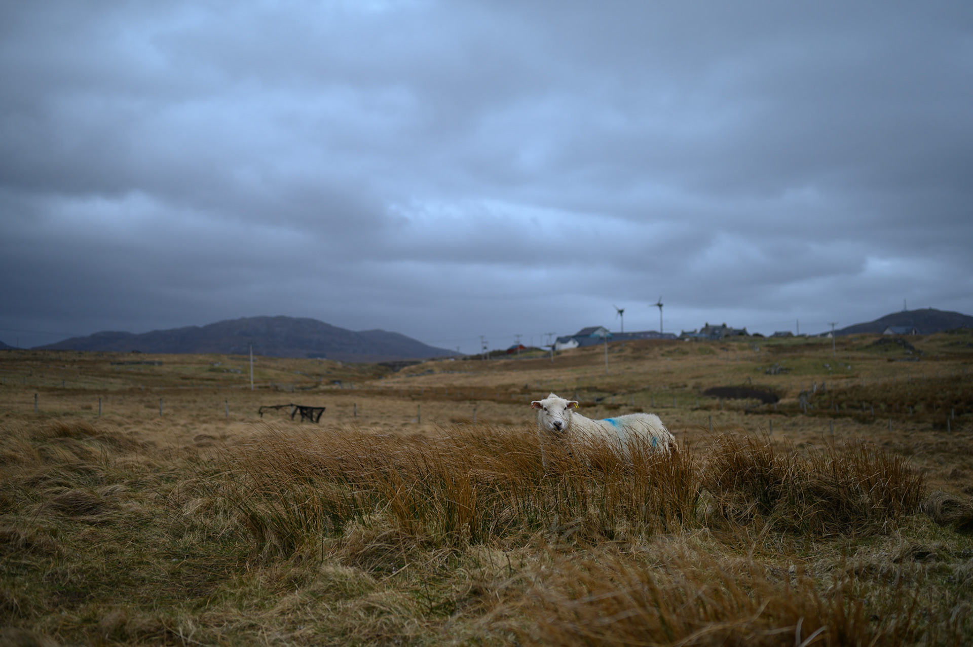 A mother with her new lamb bar visible in the grass beside her.