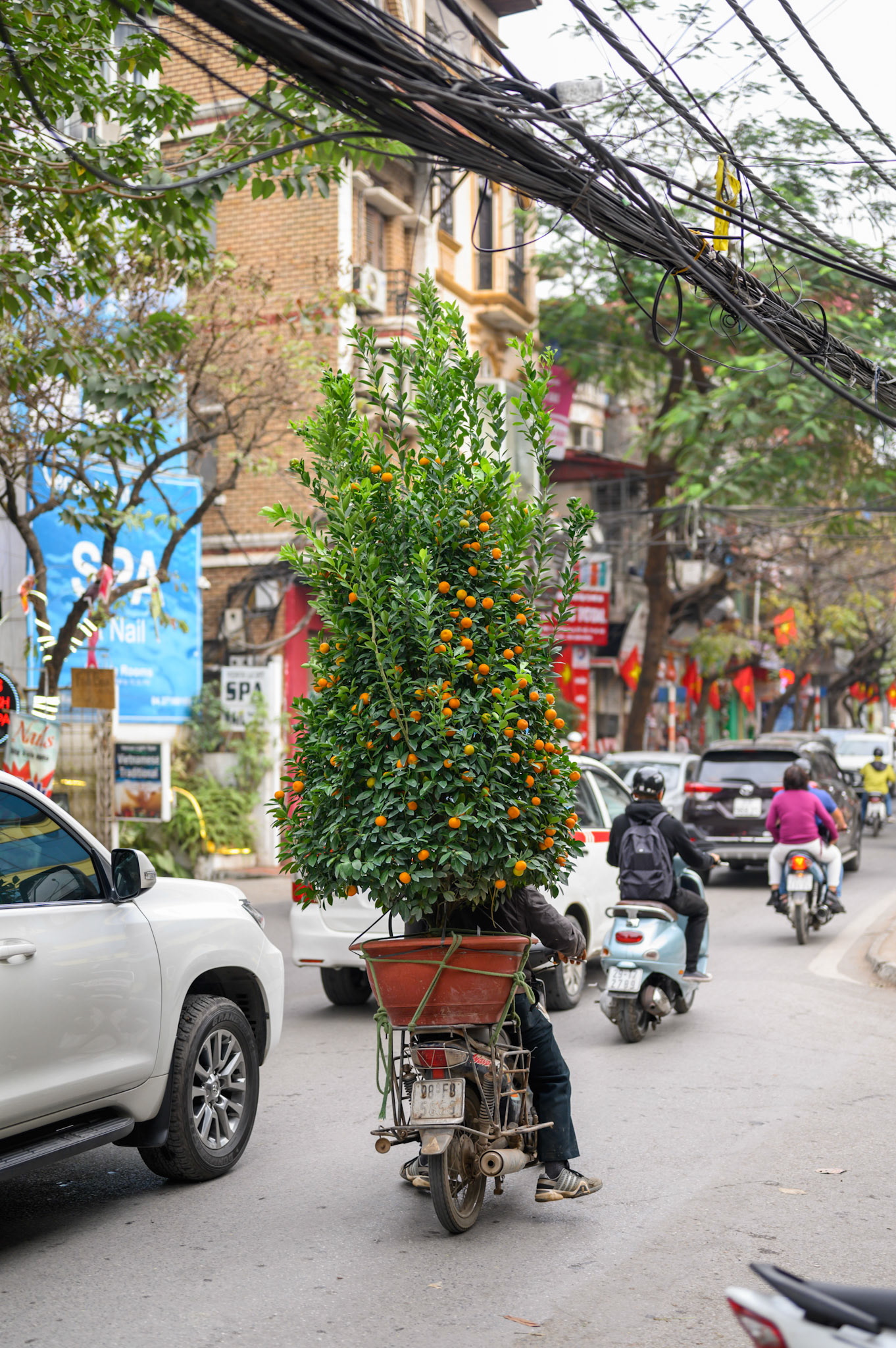 The day before Tet (Vietnamese new year) starts, the streets are a constant procession of trees - all sizes - tied to motocycles.