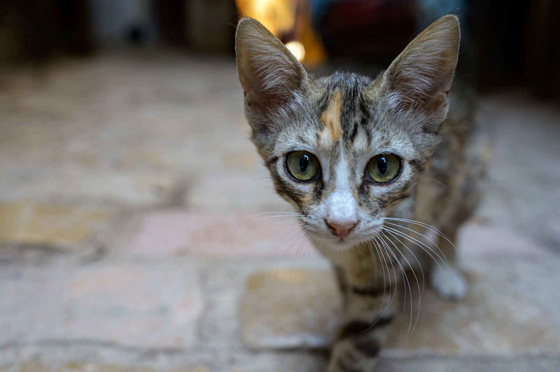 The flicking of the aperture in the lens is mesmerising to this kitten who getsright up to the lens for a closer look.