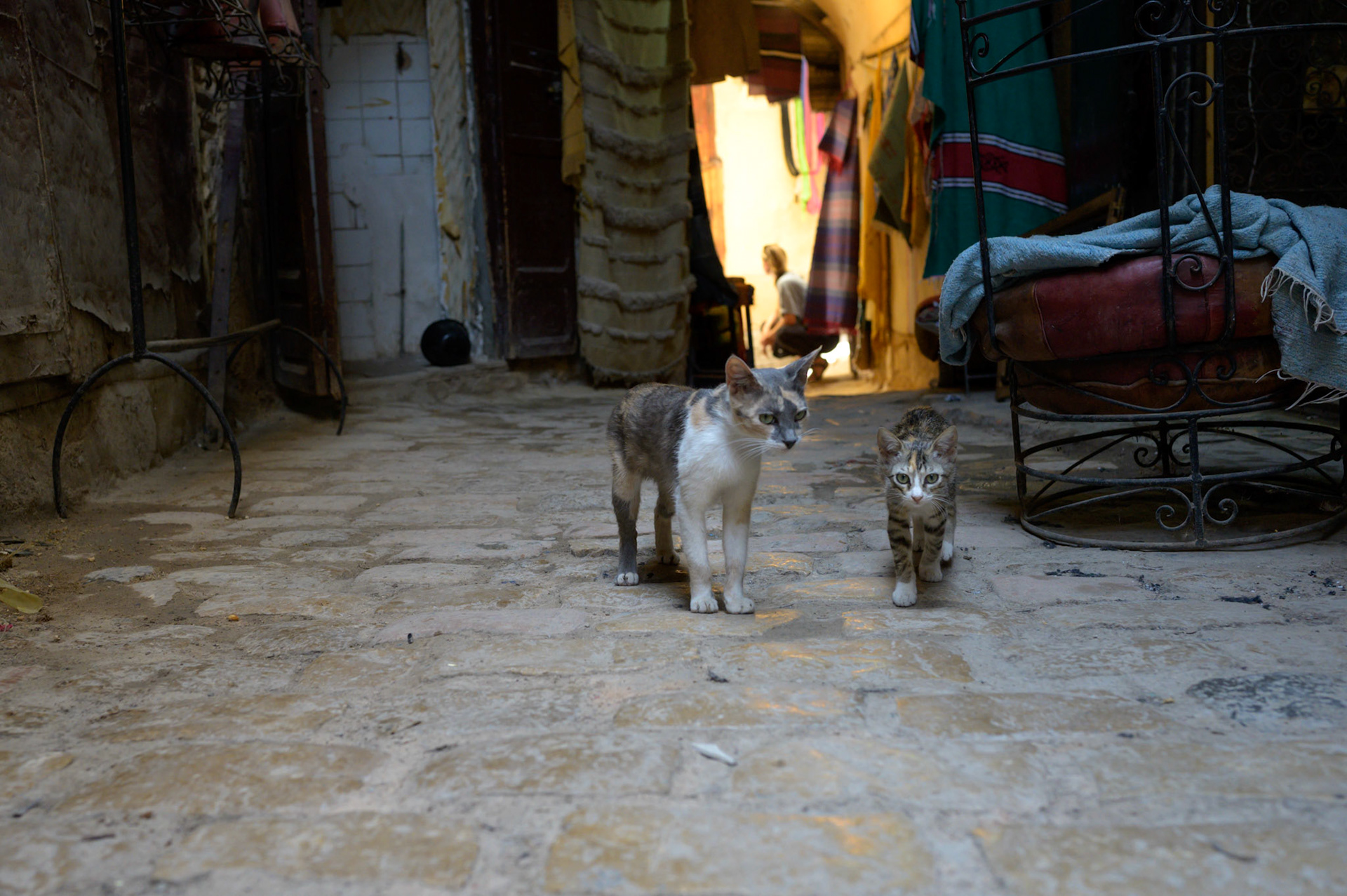 A mother teaches her kitten the ways of the medina in a safe side alley. More often than not, kittens appeared by themselves, making this a less usual sight.  This particular kitten was healthy and bold.