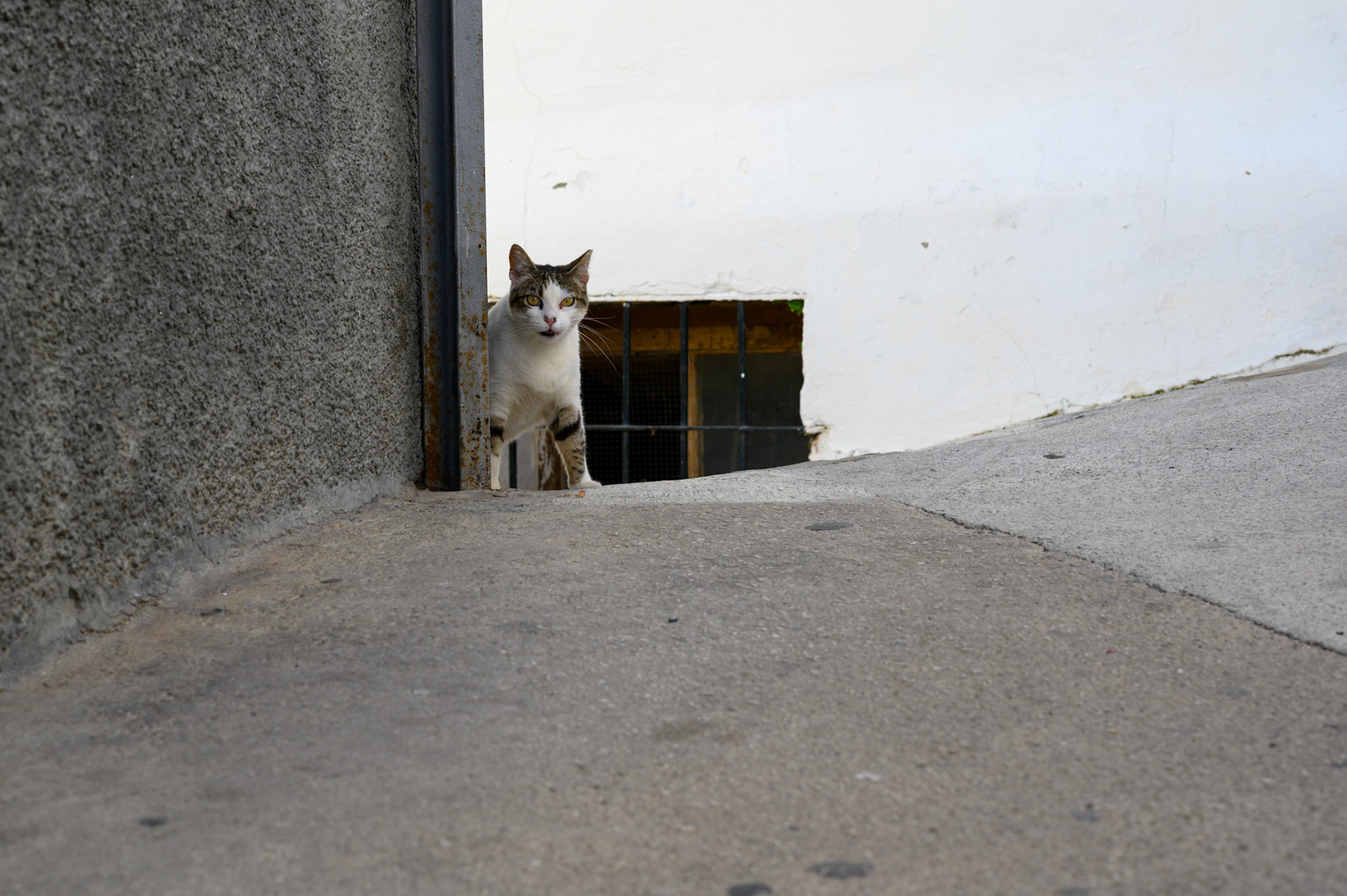 The cats were generally happy and well fed roamers of the streets
