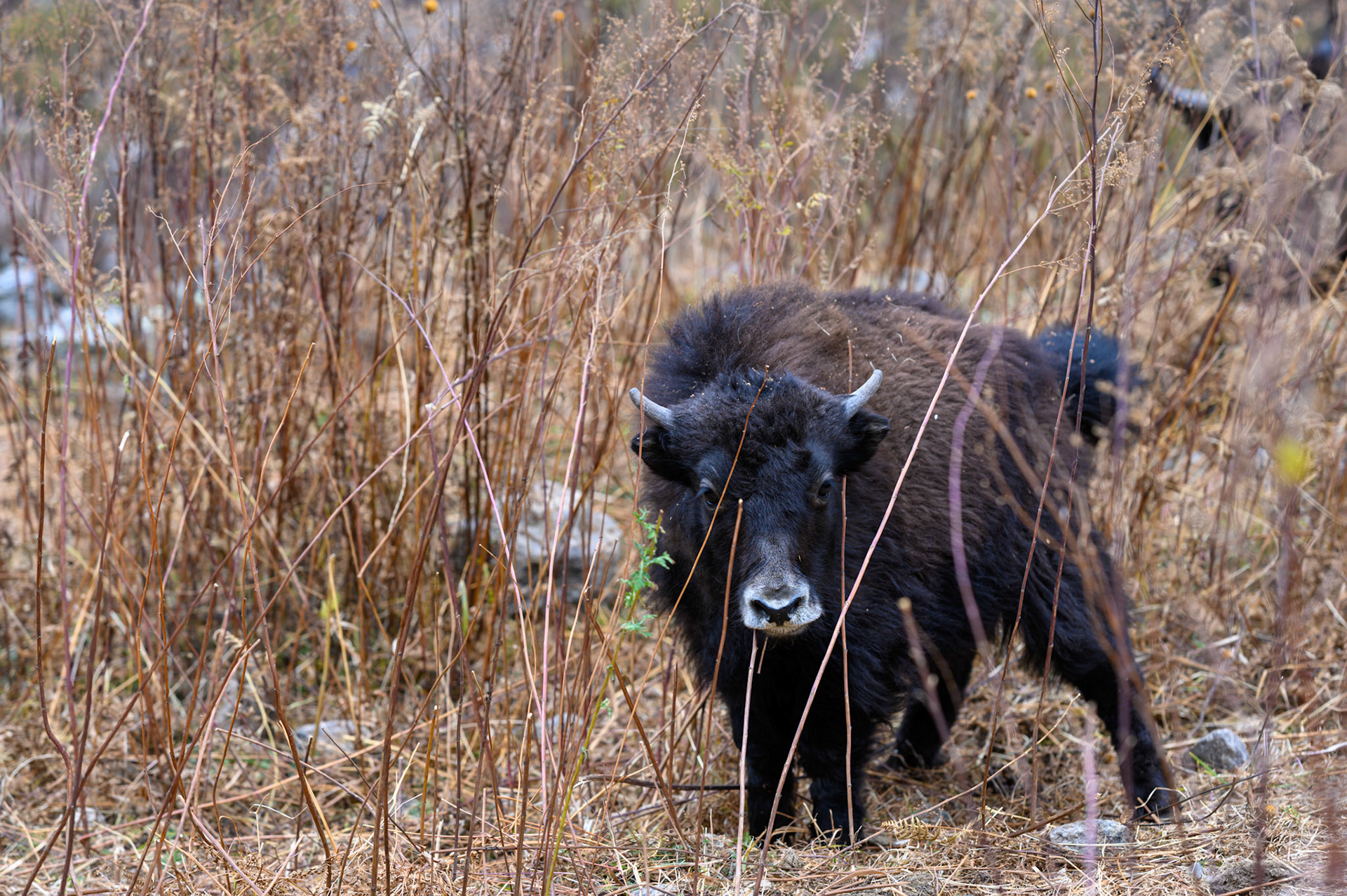 A yak, or a dzo. Or a nak or a dzomo. Yaks are boys, naks are girls. Dzos are a cross between a yak/nak and a cow. A Dzomo is a female dzo. Complicated.