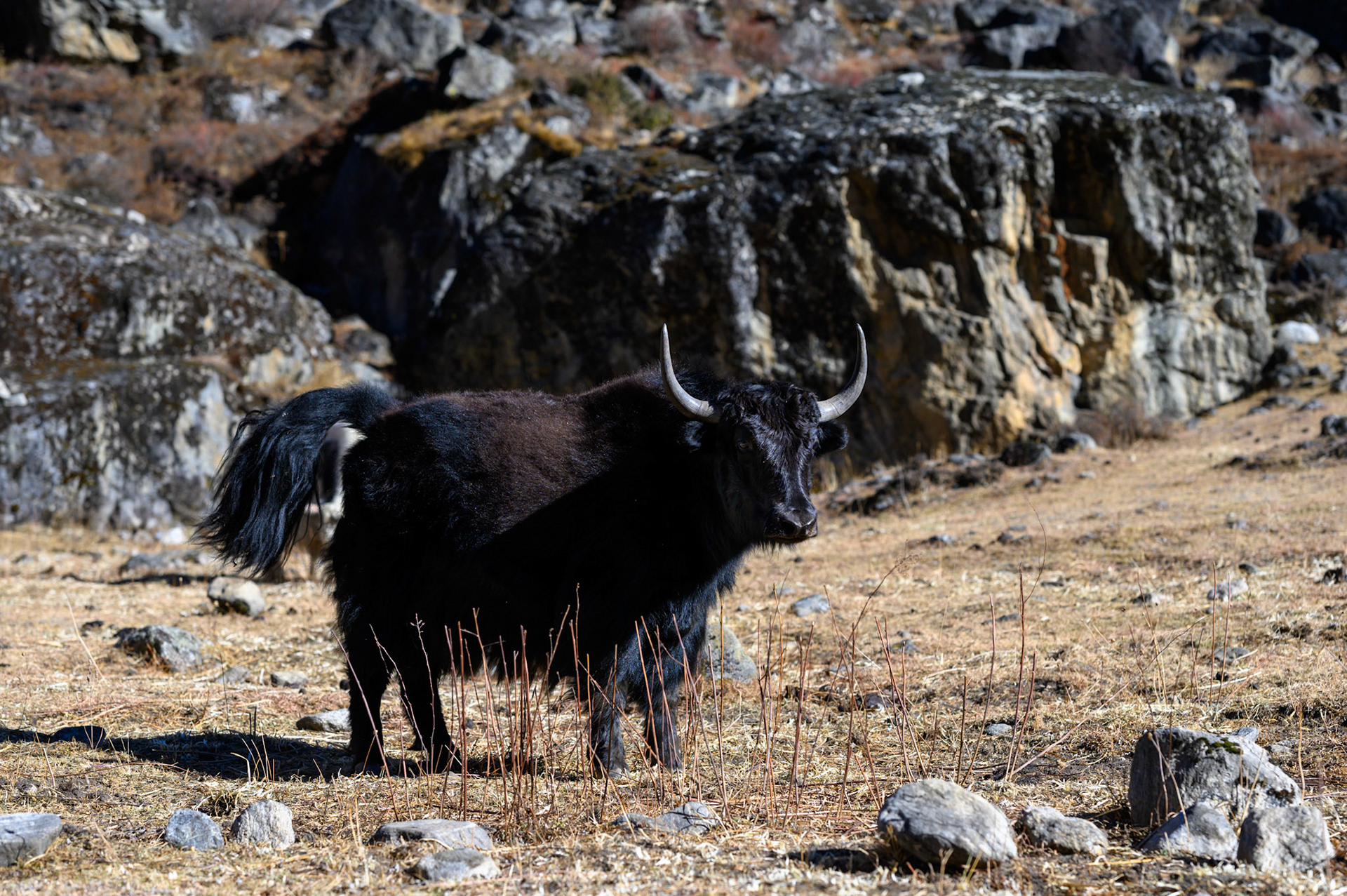 Another yak/nak or dzo/dzomo.