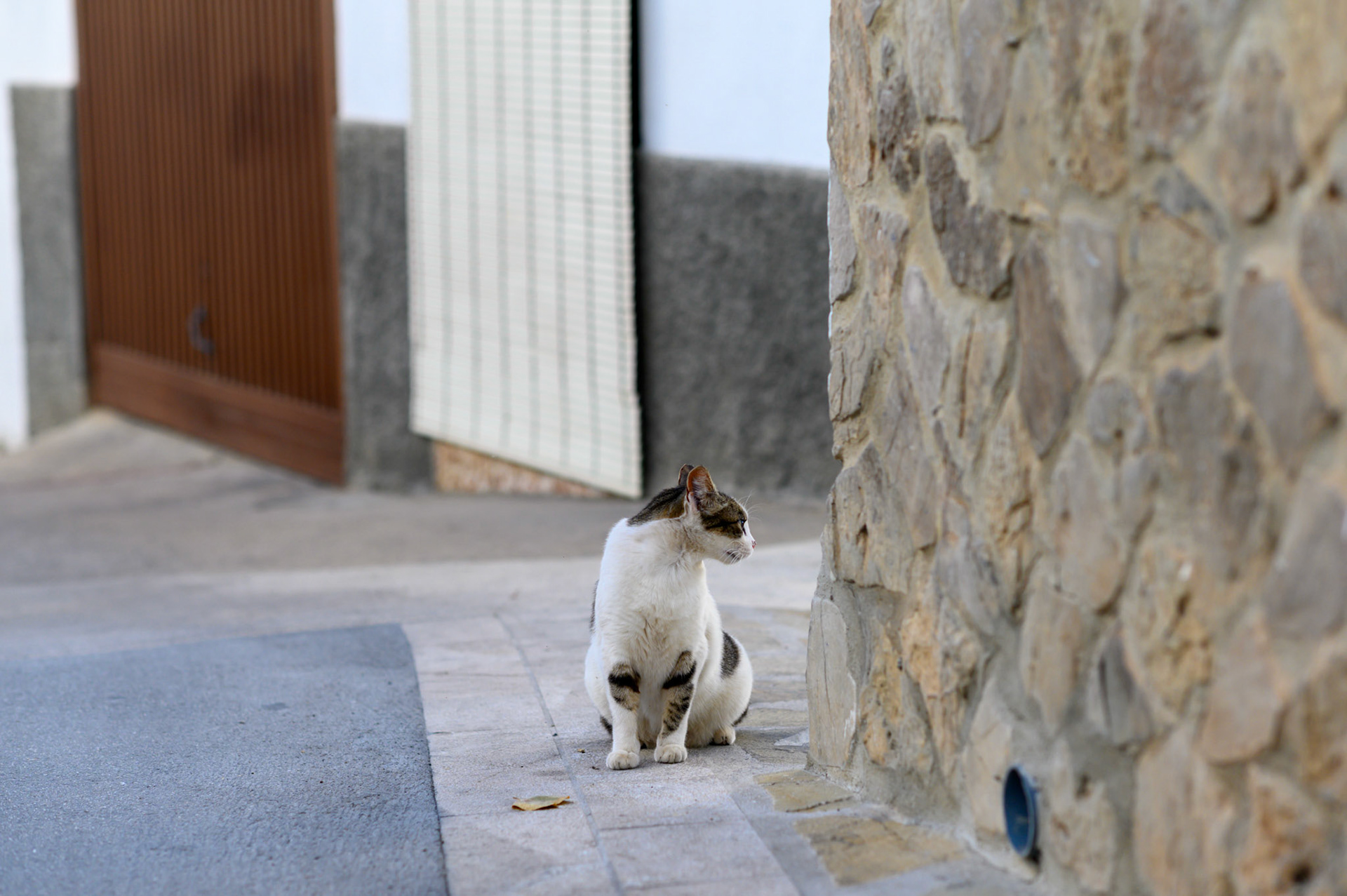 The cats were generally happy and well fed roamers of the streets