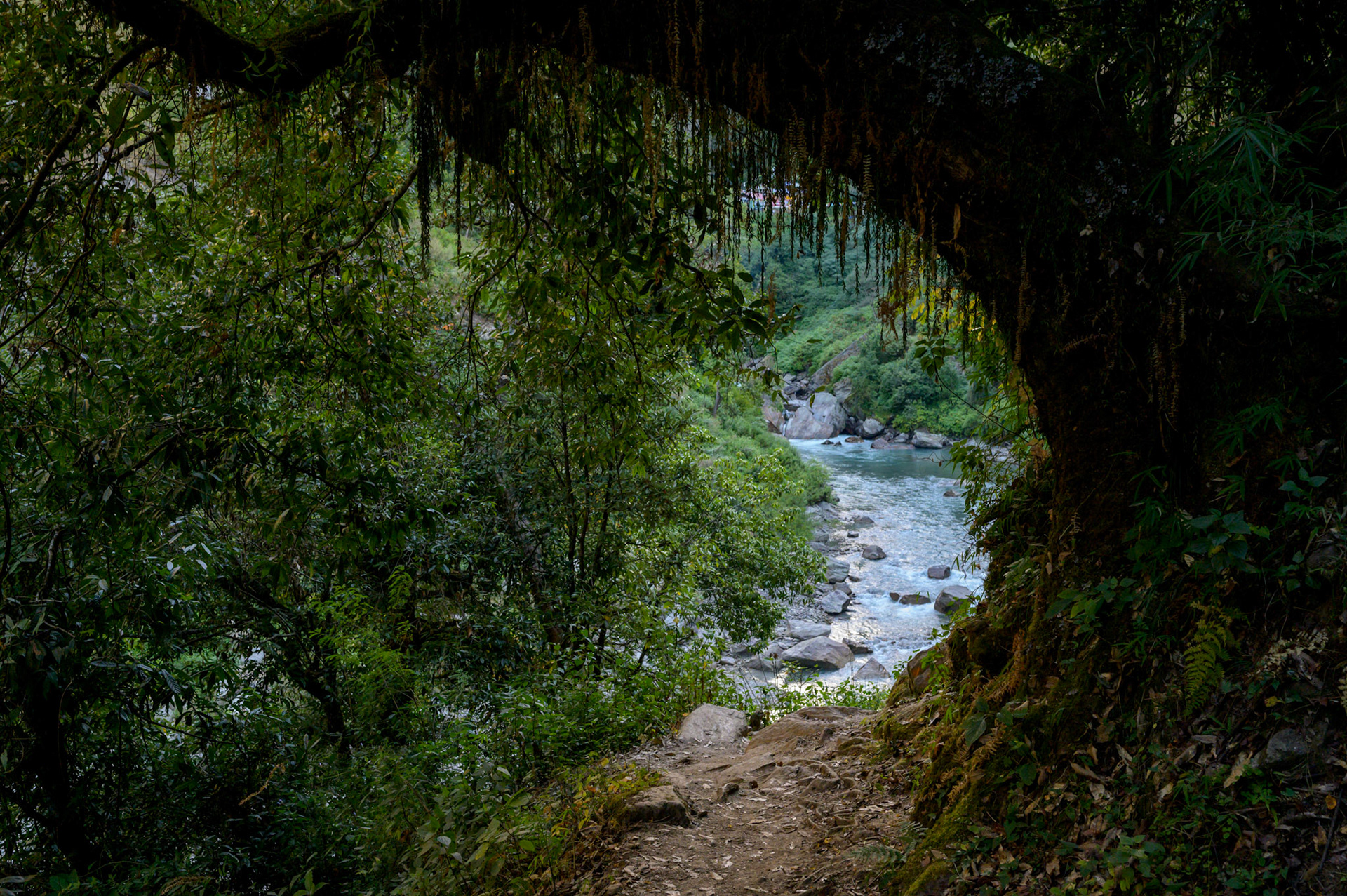 A magical forst moment on our first day. We are still below the tree line.