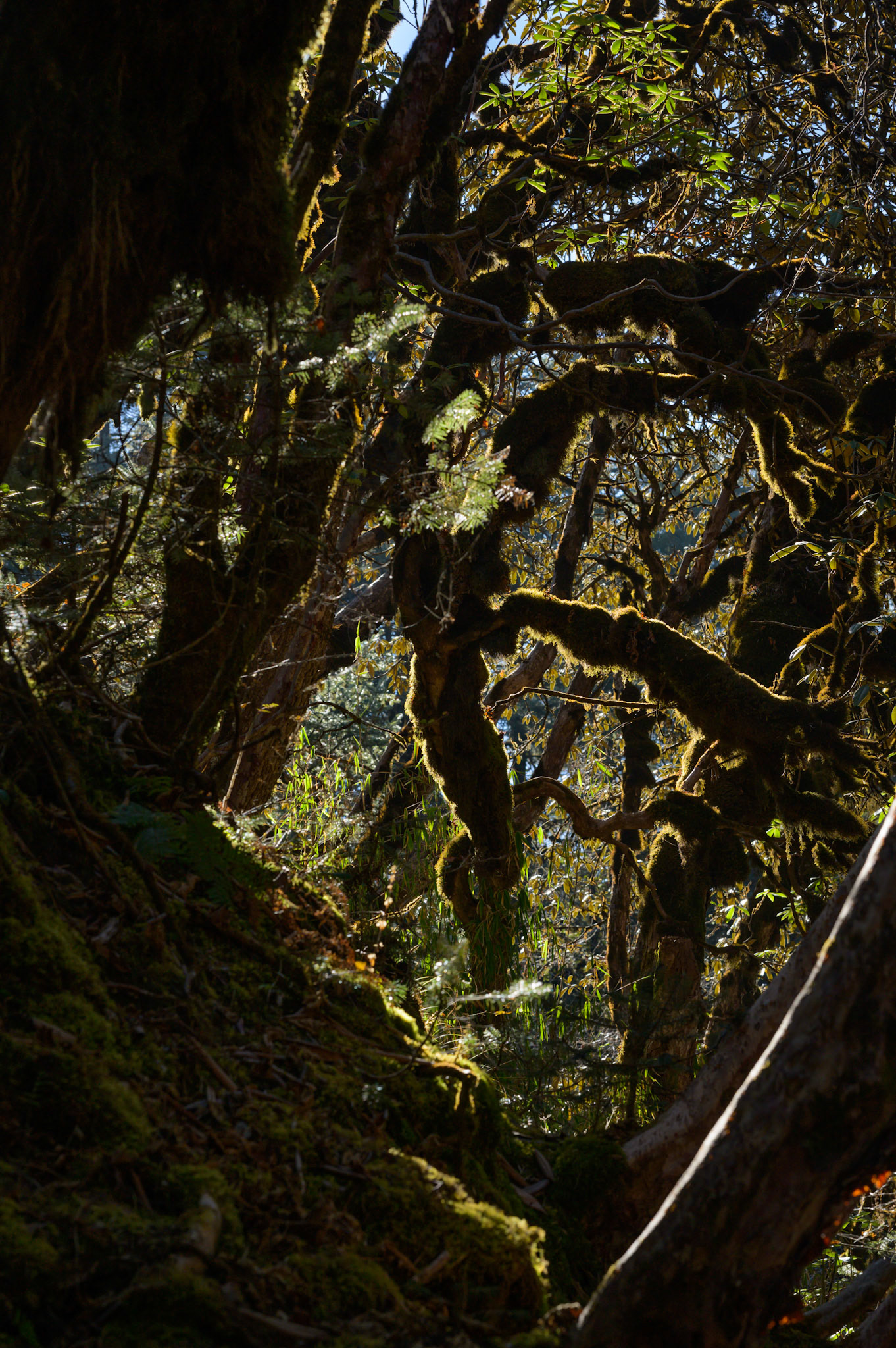 When the trees close in the lichen flourishes