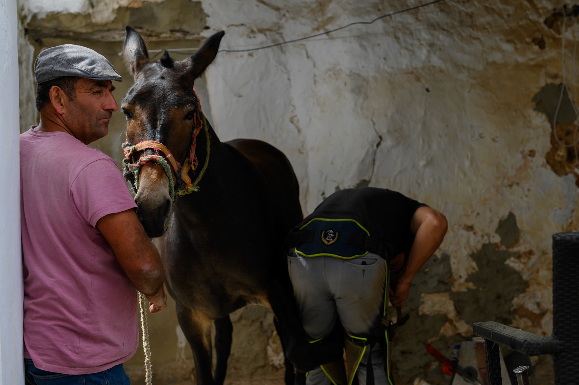 A farrier shoes mules in the Gaucín streets