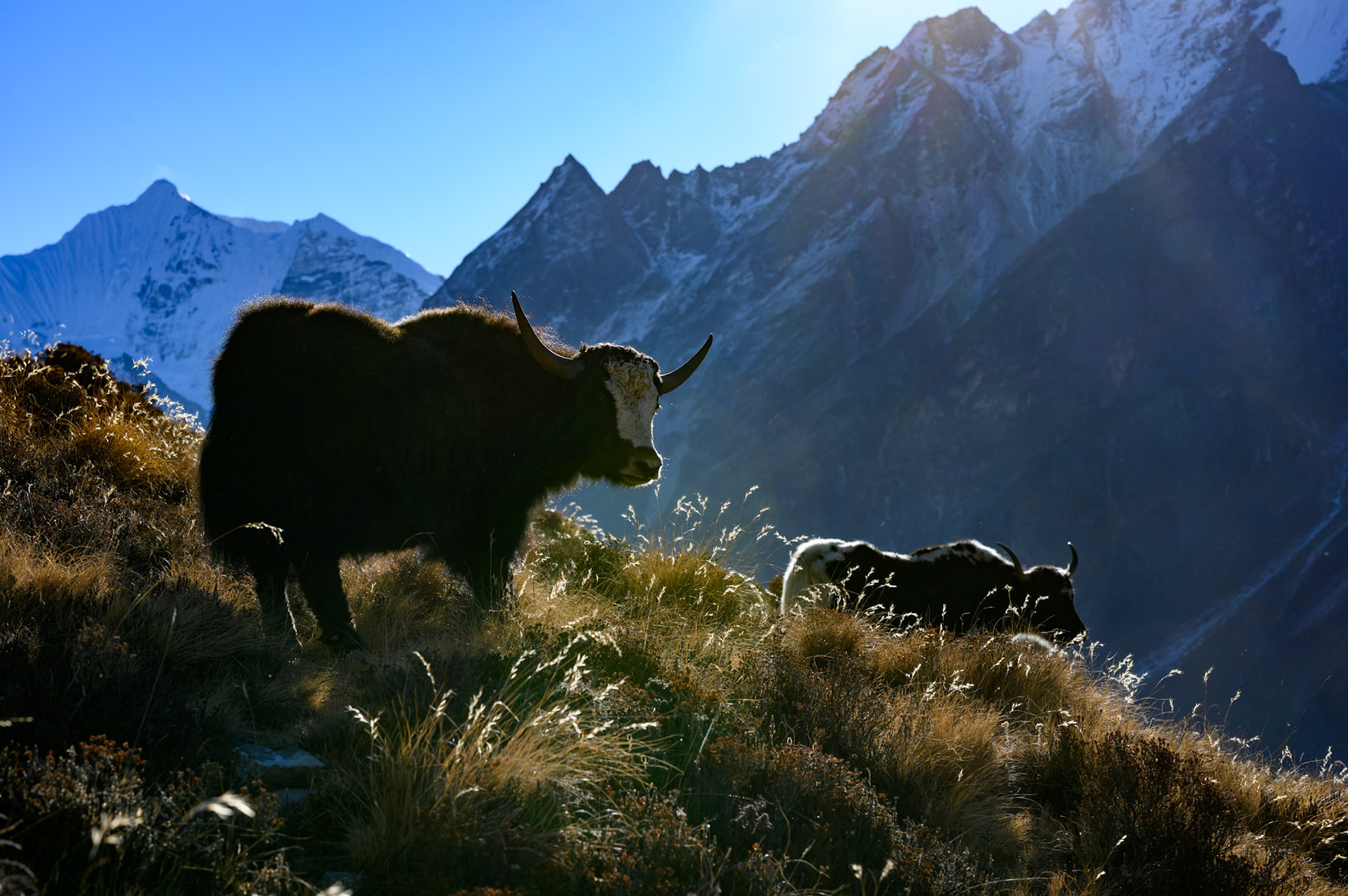 Another yak/nak or dzo/dzomo.