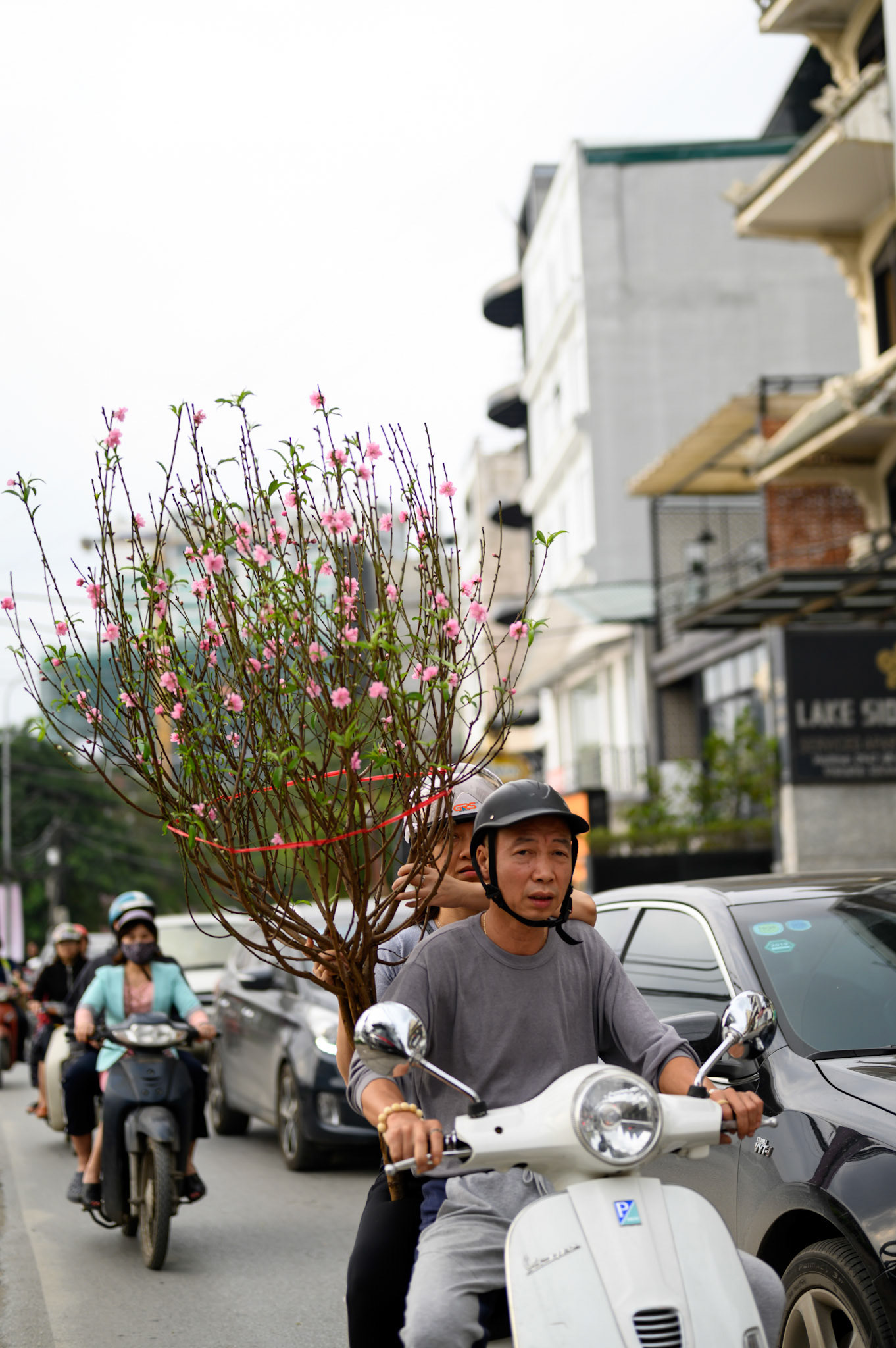 The day before Tet (Vietnamese new year) starts, the streets are a constant procession of trees - all sizes - tied to motocycles.