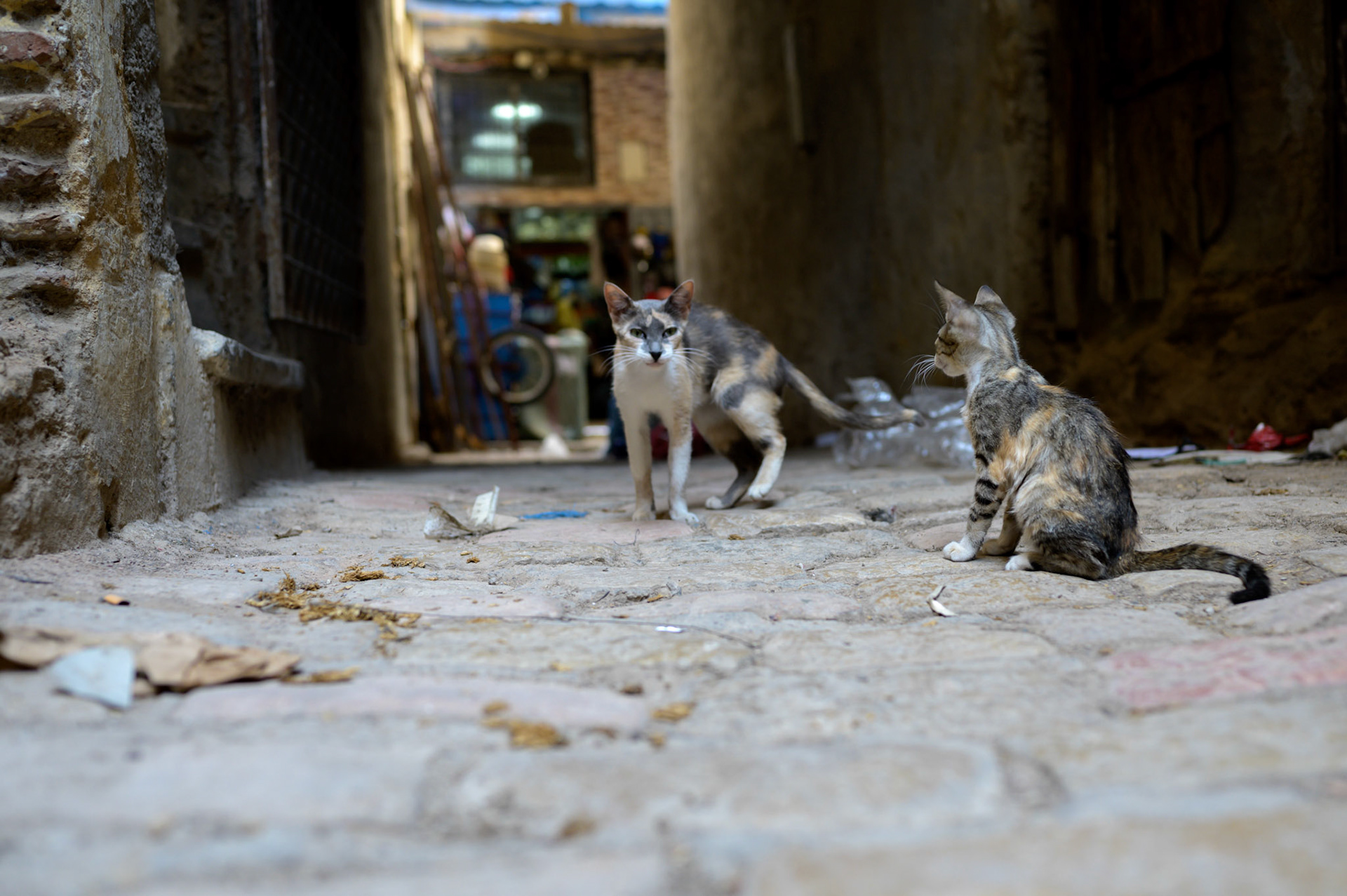 A mother teaches her kitten the ways of the medina in a safe side alley. More often than not, kittens appeared by themselves, making this a less usual sight.  This particular kitten was healthy and bold.