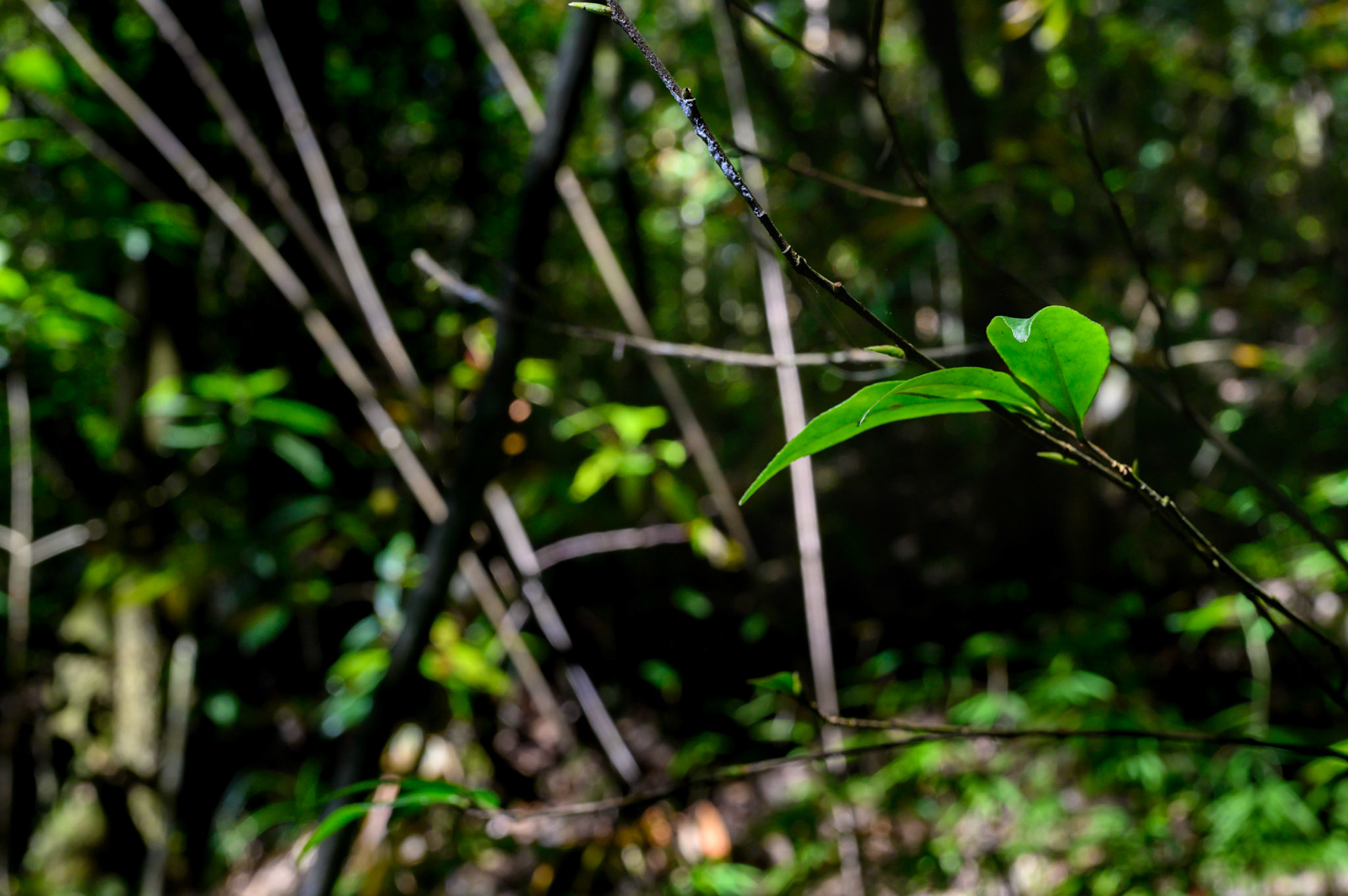 Walks in the Nagarkot forests