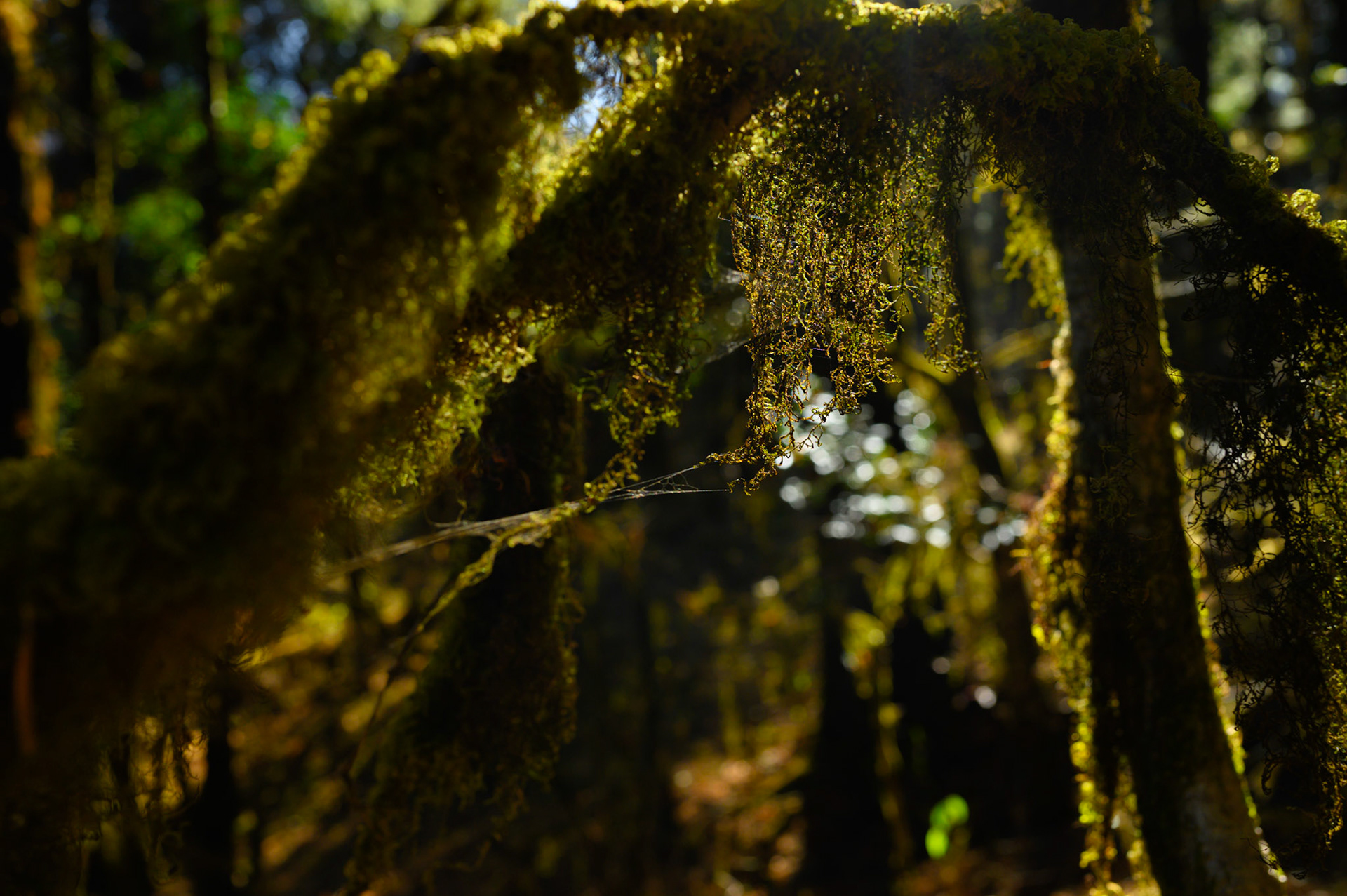 More beautiful lichen forest.