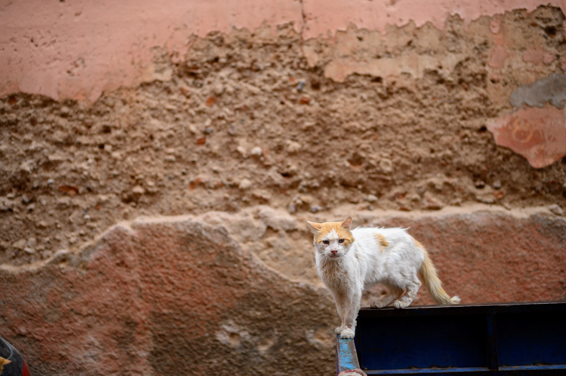 This cat has just seen dinner coming around the corner. A delivery of chicken heads in is imminent.
