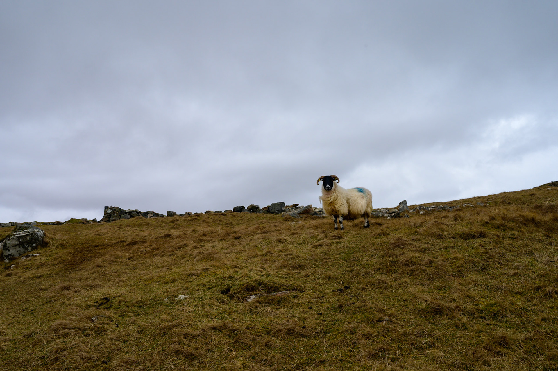One of the few occupants out and about at Dalbeg on this day.