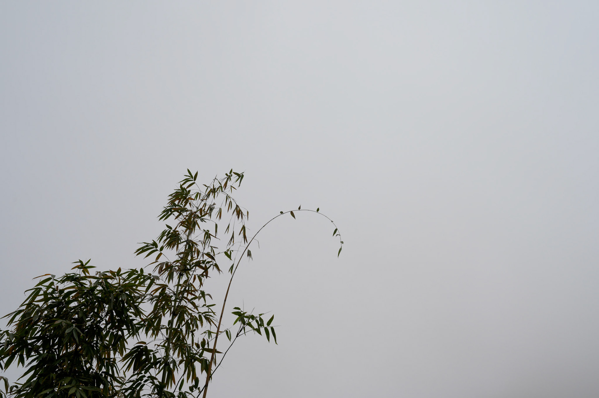 Beautiful bamboo forests