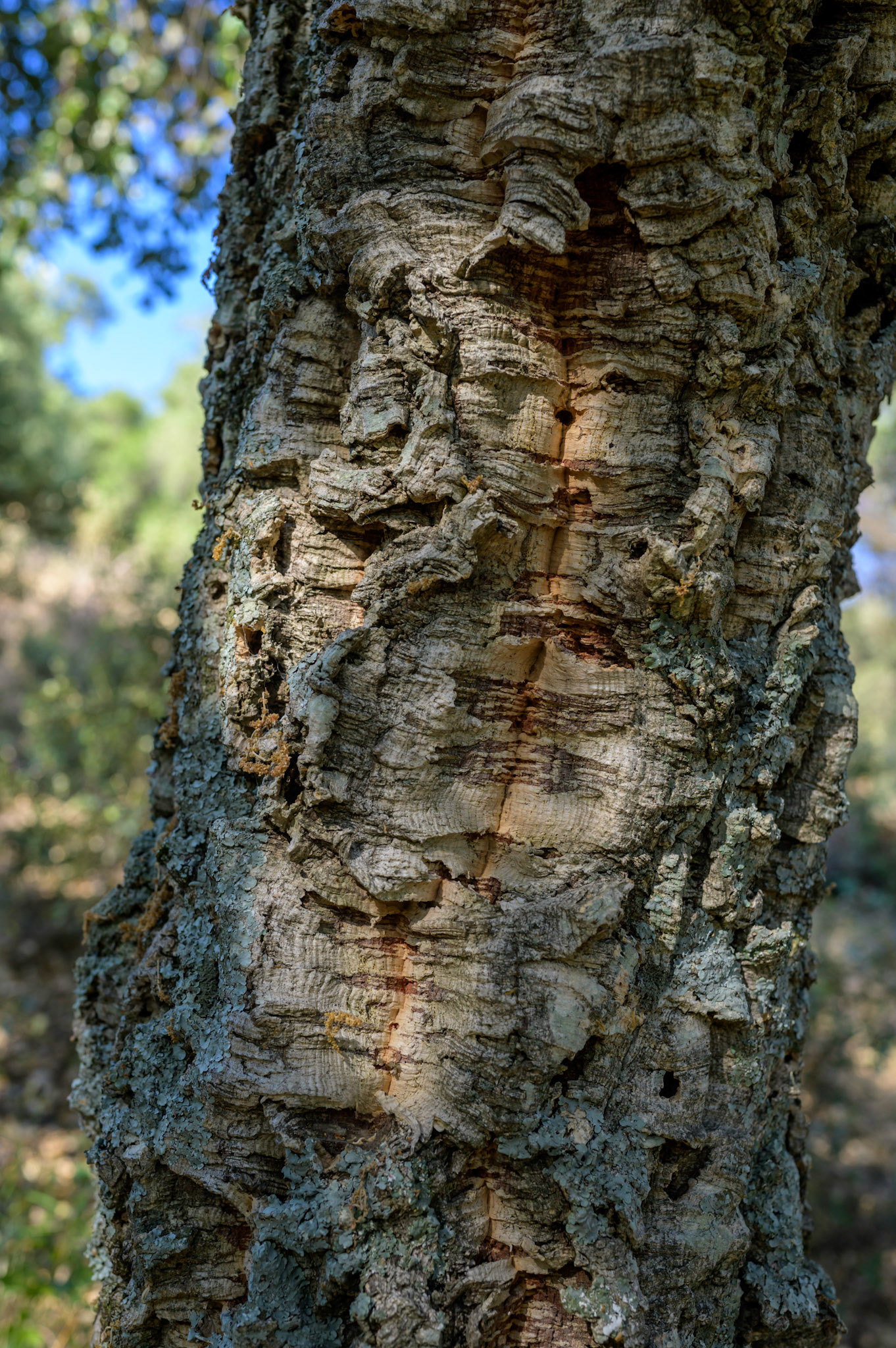 Cork back on a small tree that has not yet been harvested. Cork oaks are harvested once every nine years.