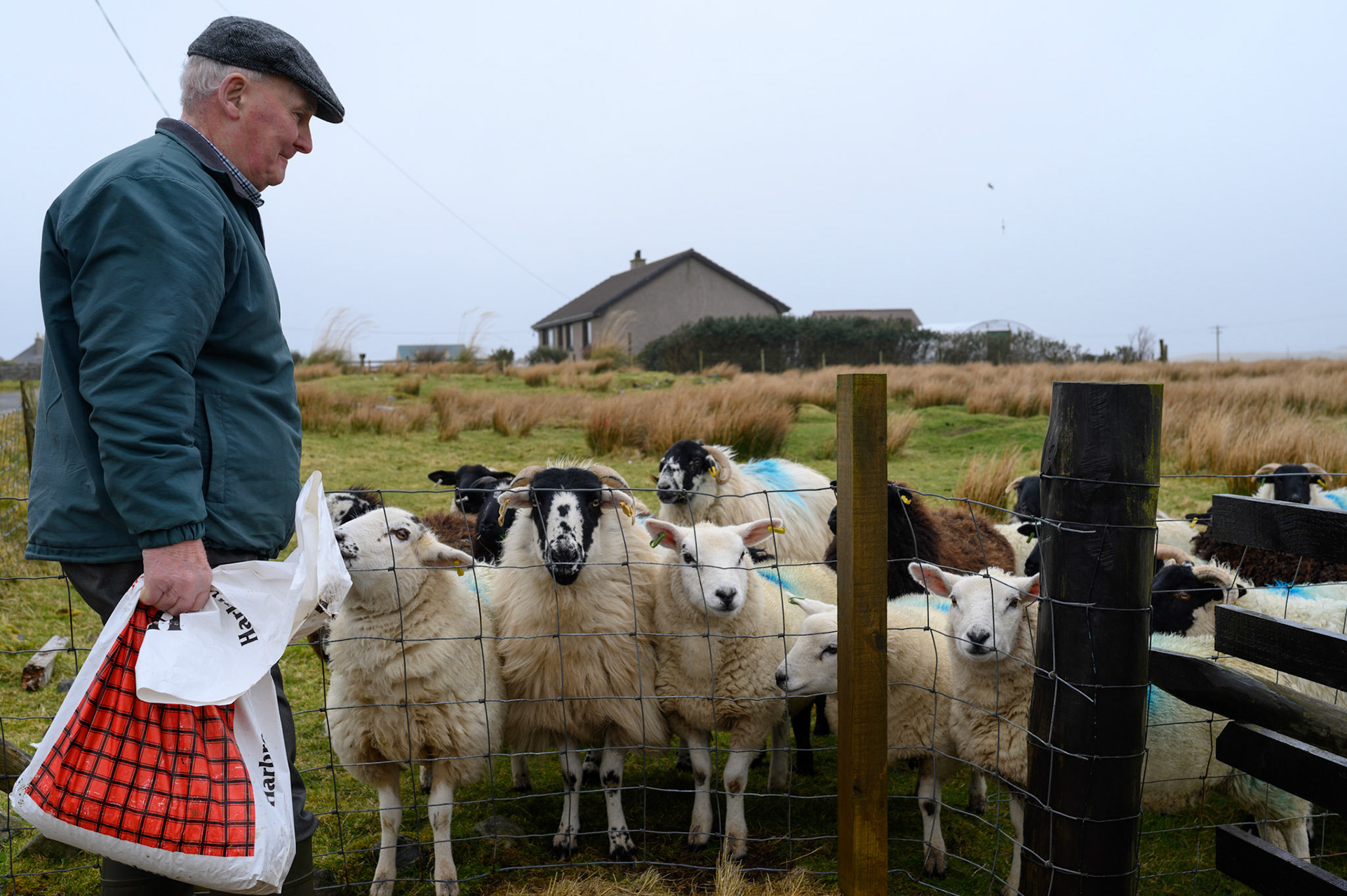 Robert Morrison feeds his flock of ewes. Robert keeps the ewes for their wool(?), lambs, and meat. The long blue mark across their back is Robert's mark; necessary as flocks can get mixed, especially if the ewe's go into common grazing.
The ewe's with a green mark on their thigh are, as Ribert puts it "for the freezer, the others are for the ram."
This flock provides some income for Robert. He has worked with sheep all his life,telling us how, as a teenager, he would go with the dogs to round up sheep from the common moors, lifting them bodily into the sorting pens. I looked at the size of these sheep, and mentioned that he must have been a strong young lad. "Oh no! The sheep were smaller then. I couldn't have lifted these all day."
These are merino sheep, a larger breed than the traditional Lewis sheep. Nonetheless, at 80 Robert is still a strong man with no problem getting over the fence to feed his flock.