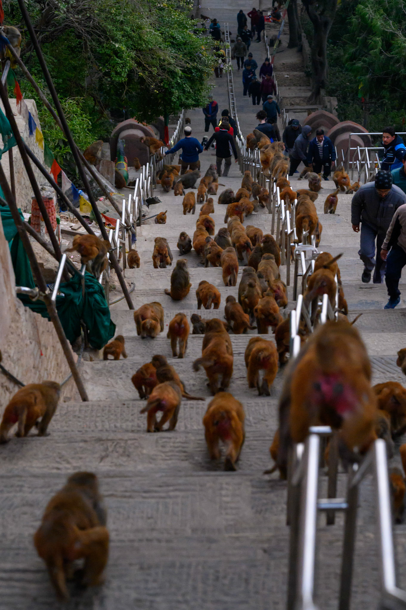 Monkeys heading off to work