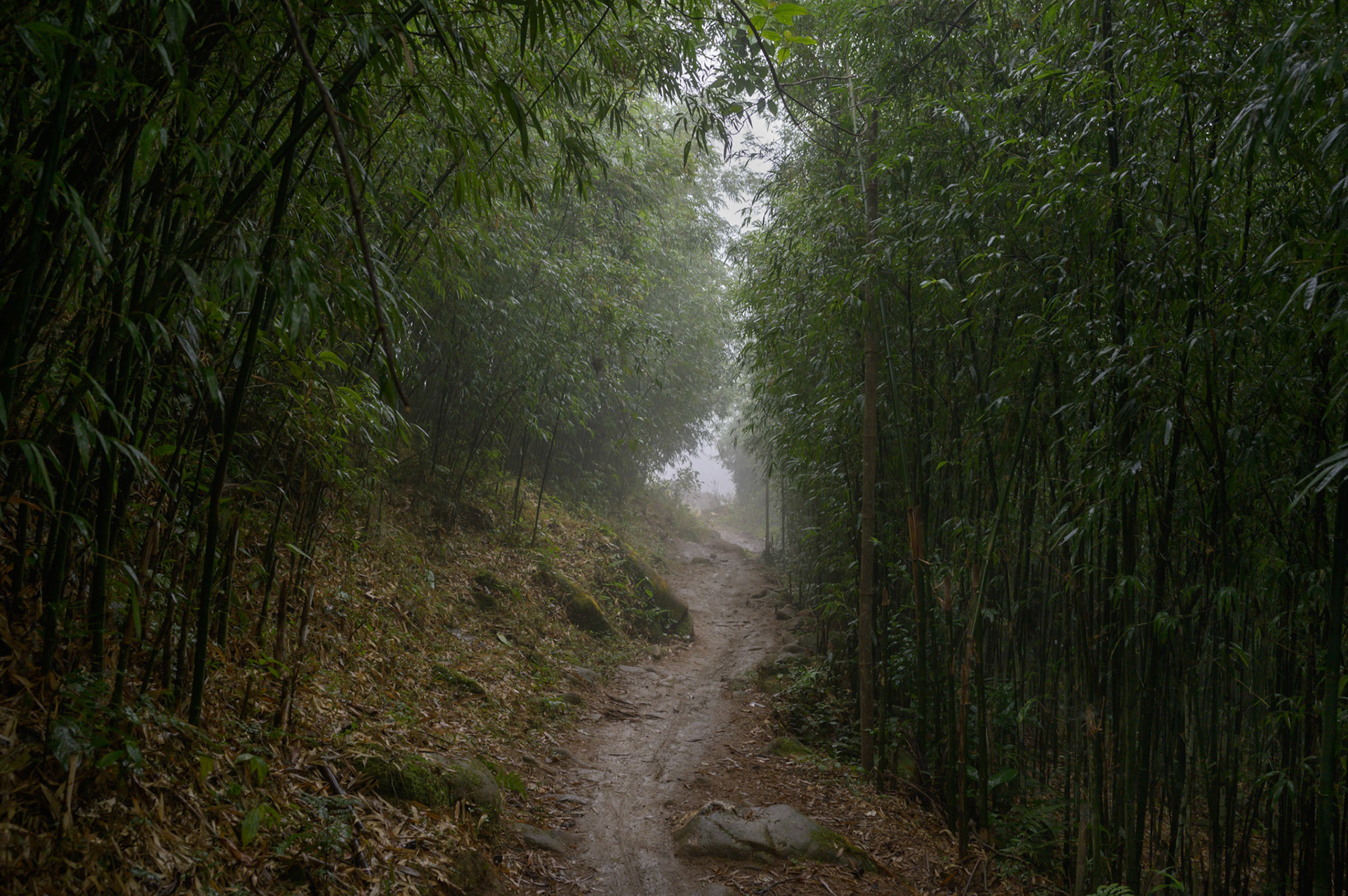 Beautiful bamboo forests