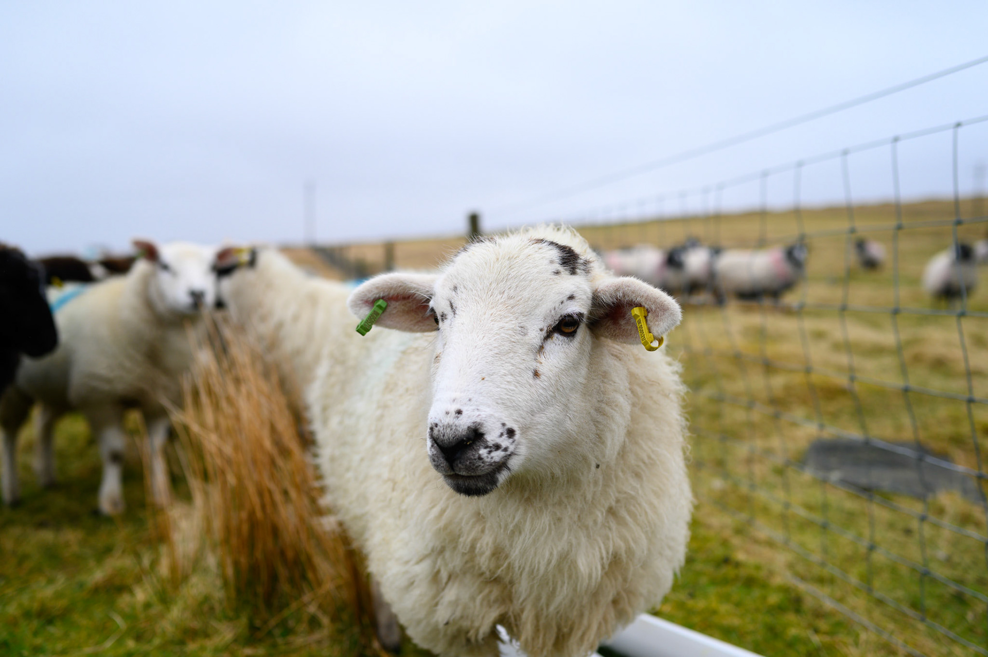 Robert Morrison feeds his flock of ewes. Robert keeps the ewes for their wool(?), lambs, and meat. The long blue mark across their back is Robert's mark; necessary as flocks can get mixed, especially if the ewe's go into common grazing.
The ewe's with a green mark on their thigh are, as Ribert puts it "for the freezer, the others are for the ram."
This flock provides some income for Robert. He has worked with sheep all his life,telling us how, as a teenager, he would go with the dogs to round up sheep from the common moors, lifting them bodily into the sorting pens. I looked at the size of these sheep, and mentioned that he must have been a strong young lad. "Oh no! The sheep were smaller then. I couldn't have lifted these all day."
These are merino sheep, a larger breed than the traditional Lewis sheep. Nonetheless, at 80 Robert is still a strong man with no problem getting over the fence to feed his flock.