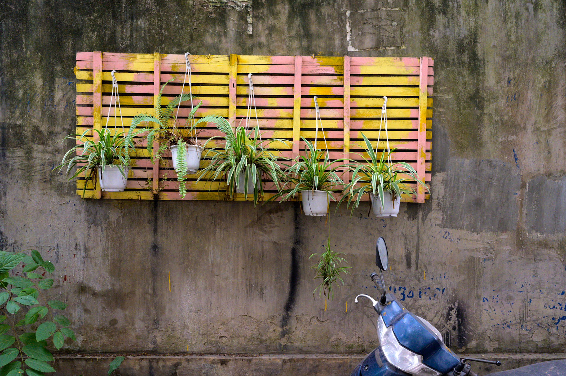 Plant hangers along a wall of San Hose Catherdal