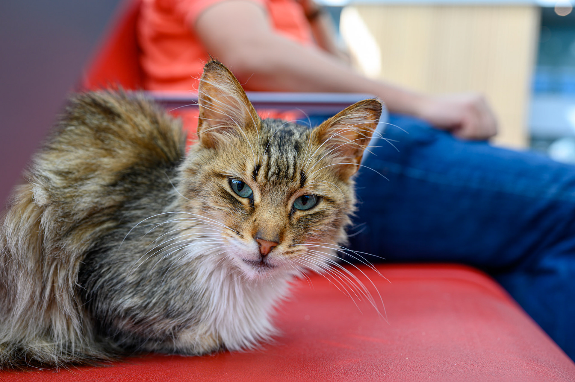 This cat was very much at home in the Tanger Ville train station. He was snoozing on a seat when we arrived in the waiting area, near the bright shops.
After a while, he woke up and disappeared outside for ten minutes or so, then strolled back inside an up onto a vacant seat.
A young child made the mistake of playing with him and was corrected with casual claw. This cat would tolerate a careful pat, but with an obvious expression of short patience.