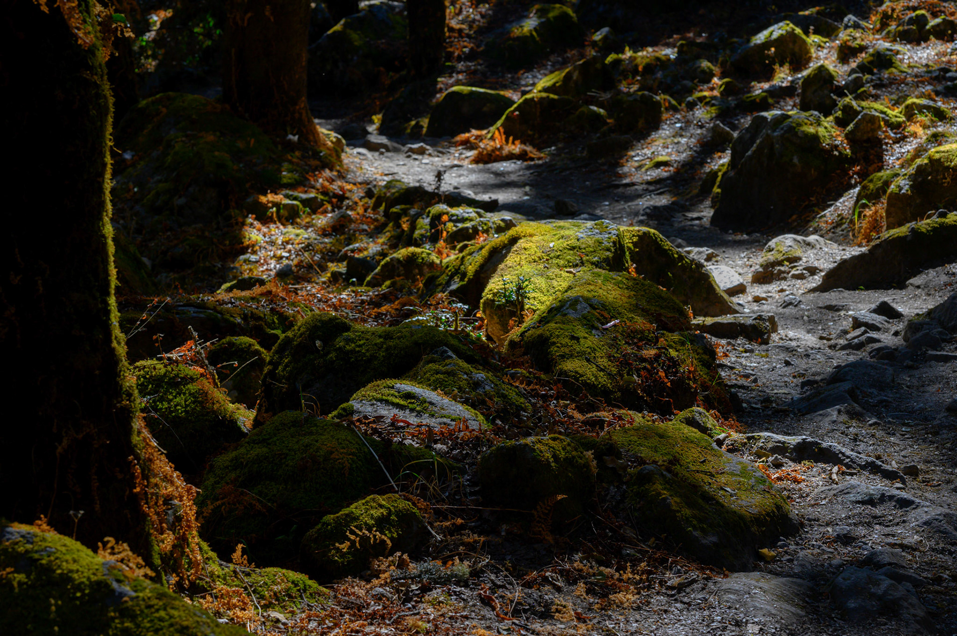 Back below the tree line, in lichen draped forest.